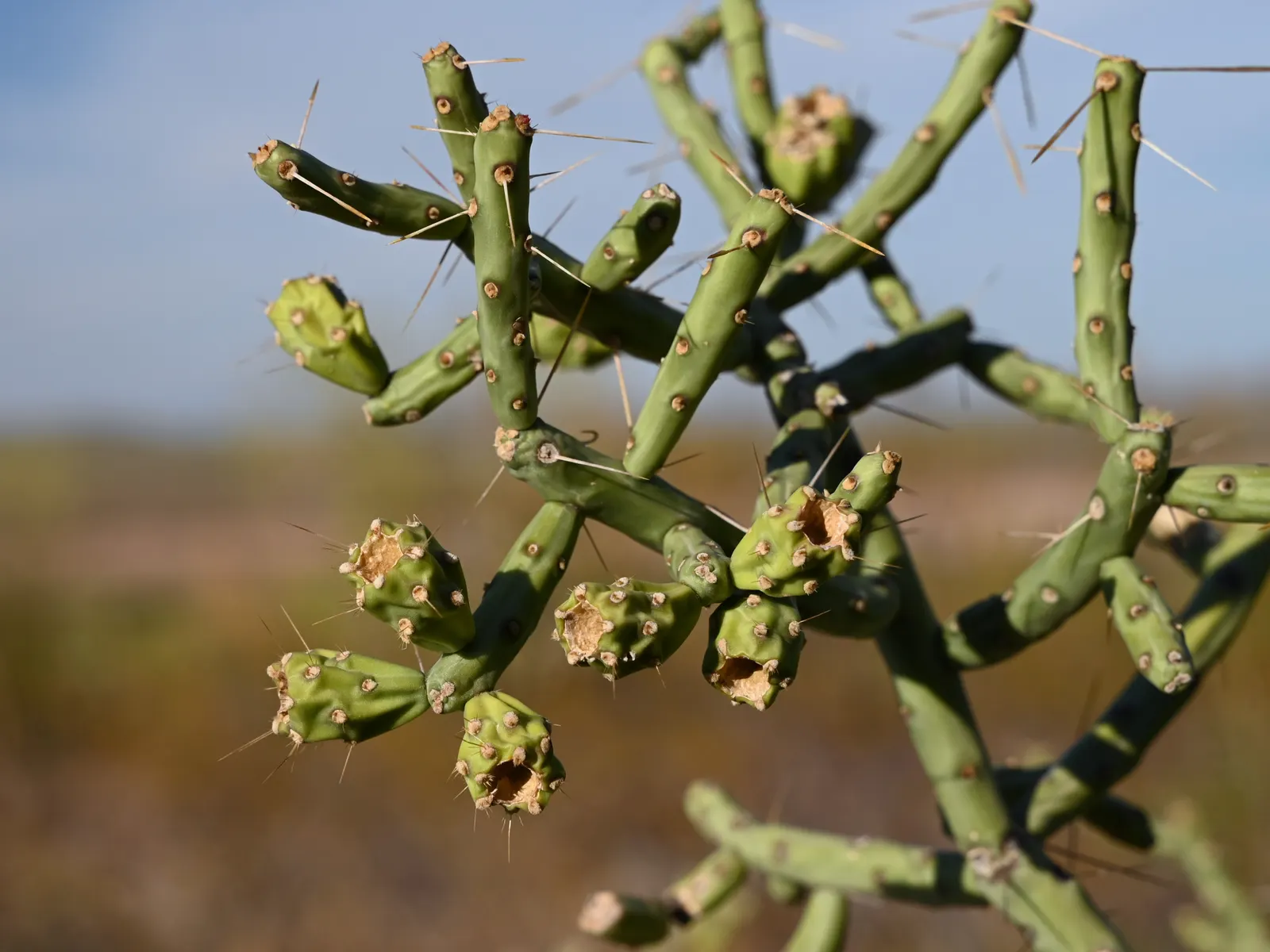 Pencil Cholla (Cylindropuntia Arbuscula) — yellow fruits which remain attached; requiring minimal water and full sun