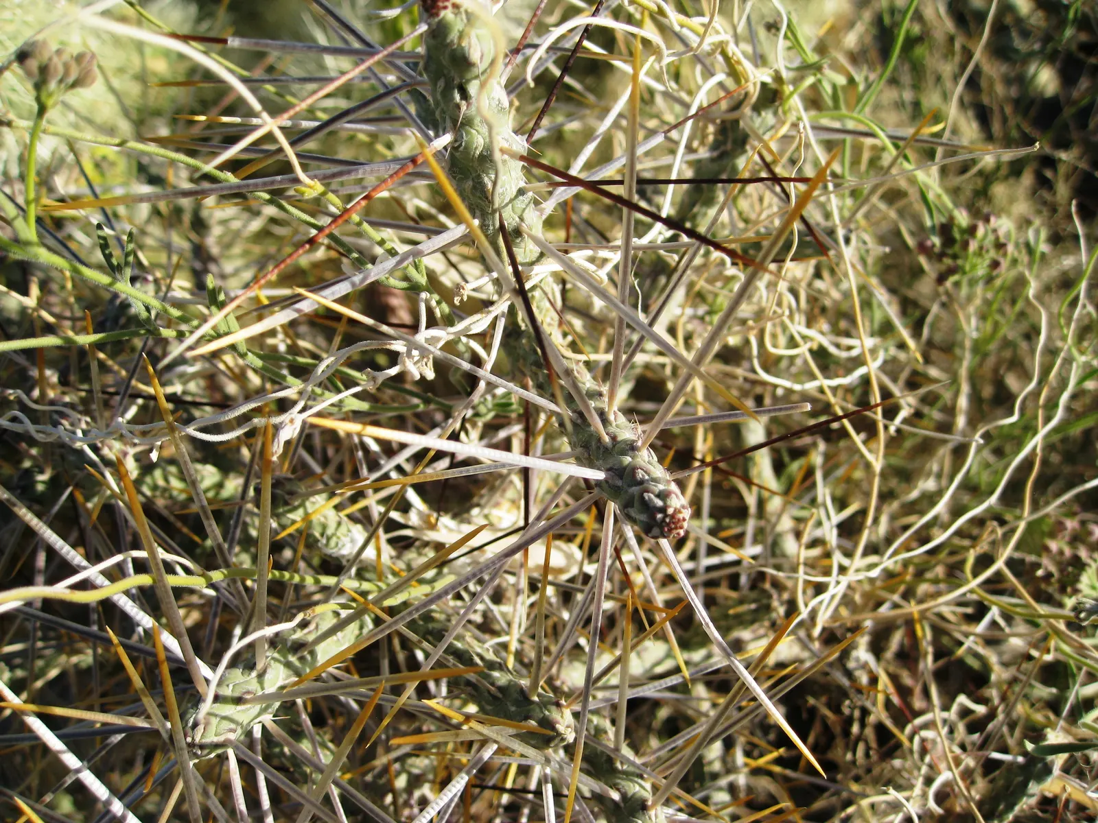 Pencil Cholla (Cylindropuntia Arbuscula) — thriving in USDA hardiness zones 9 through 11; is useful for safe long-term enjoyment, image 75