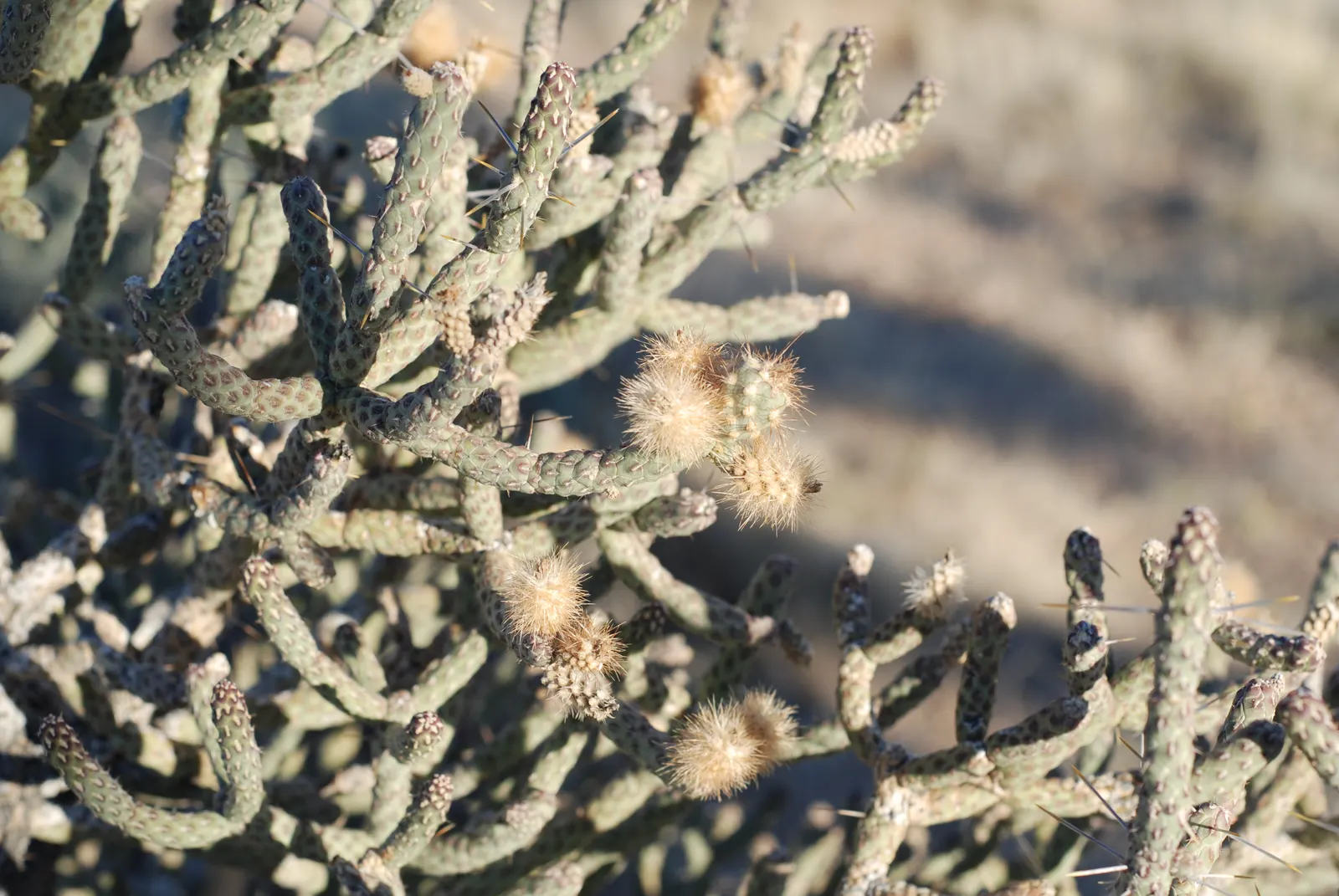Pencil Cholla (Cylindropuntia Arbuscula) — which typically blossom in late spring to early summer, image 47