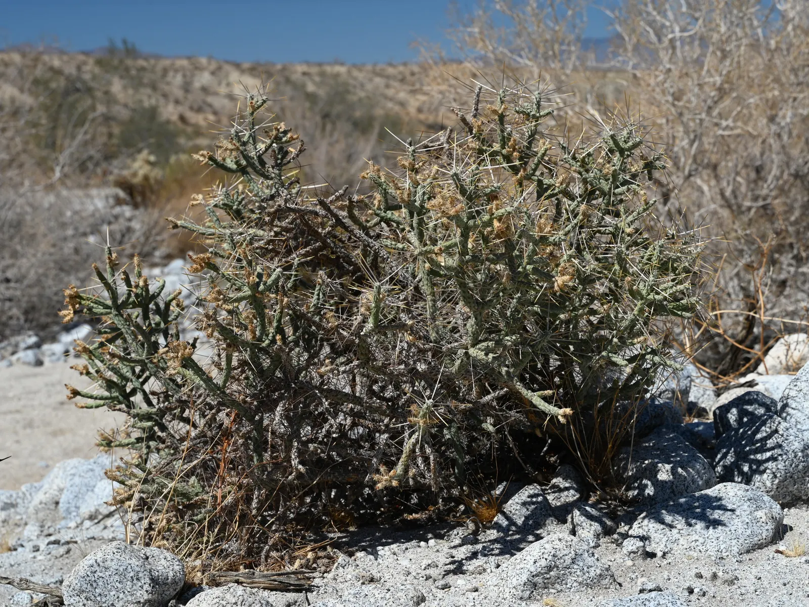 Pencil Cholla (Cylindropuntia Arbuscula) — roughly 4 to 6 feet apart; with its low-maintenance requirements and distinctive appearance, image 84