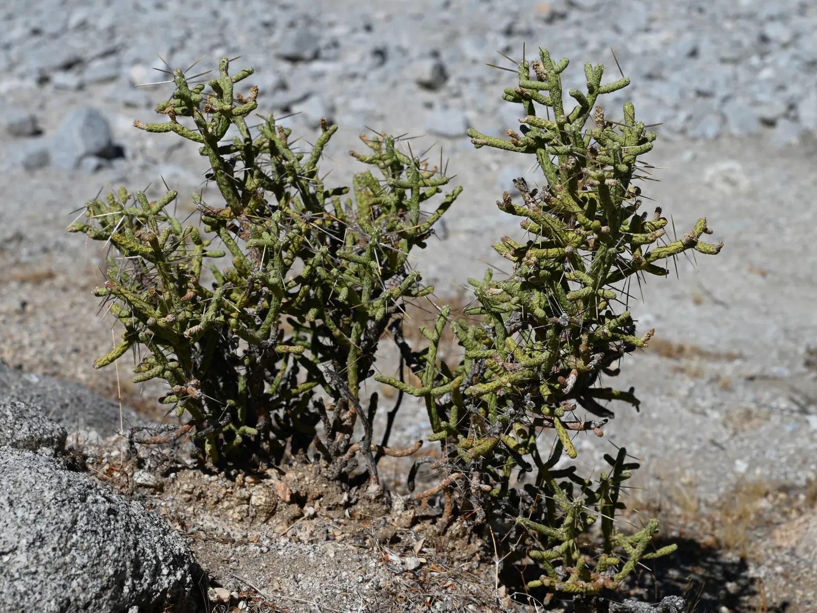 Pencil Cholla (Cylindropuntia Arbuscula) — perennial / shrub for full; the Pencil Cholla is a reliable and intriguing choice for any water-wise garden design