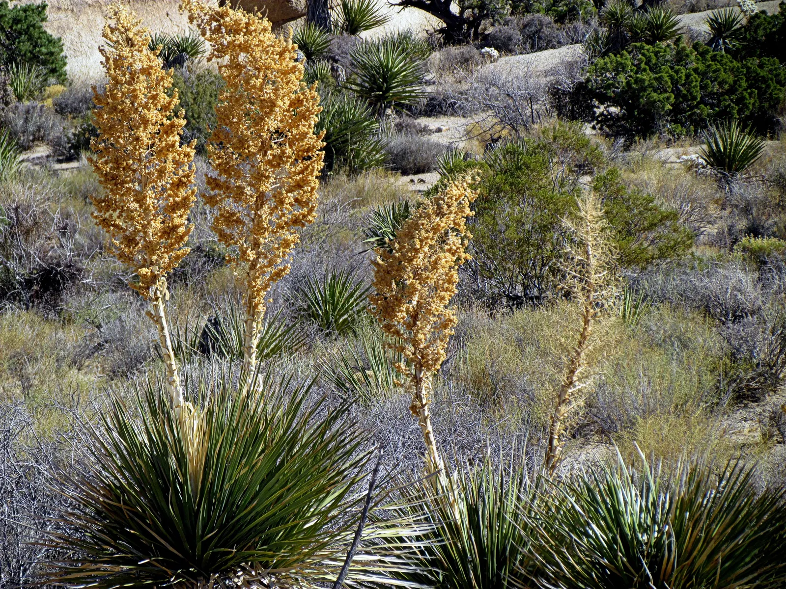 Pencil Cholla (Cylindropuntia Arbuscula) — is useful for safe long-term enjoyment