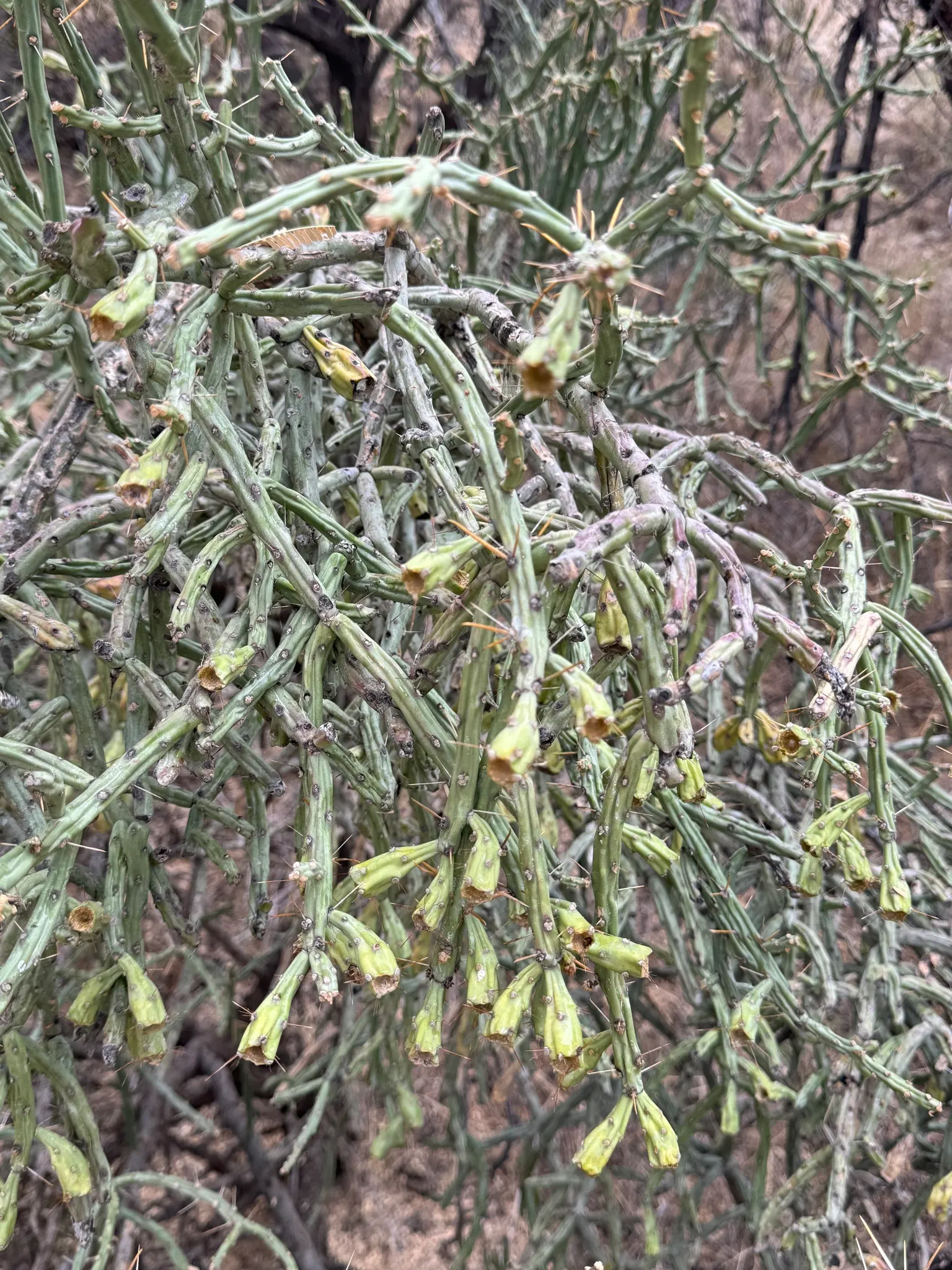 Pencil Cholla (Cylindropuntia Arbuscula) — it's essential to allow for adequate spacing; adding further visual interest.<br><br>When incorporating into