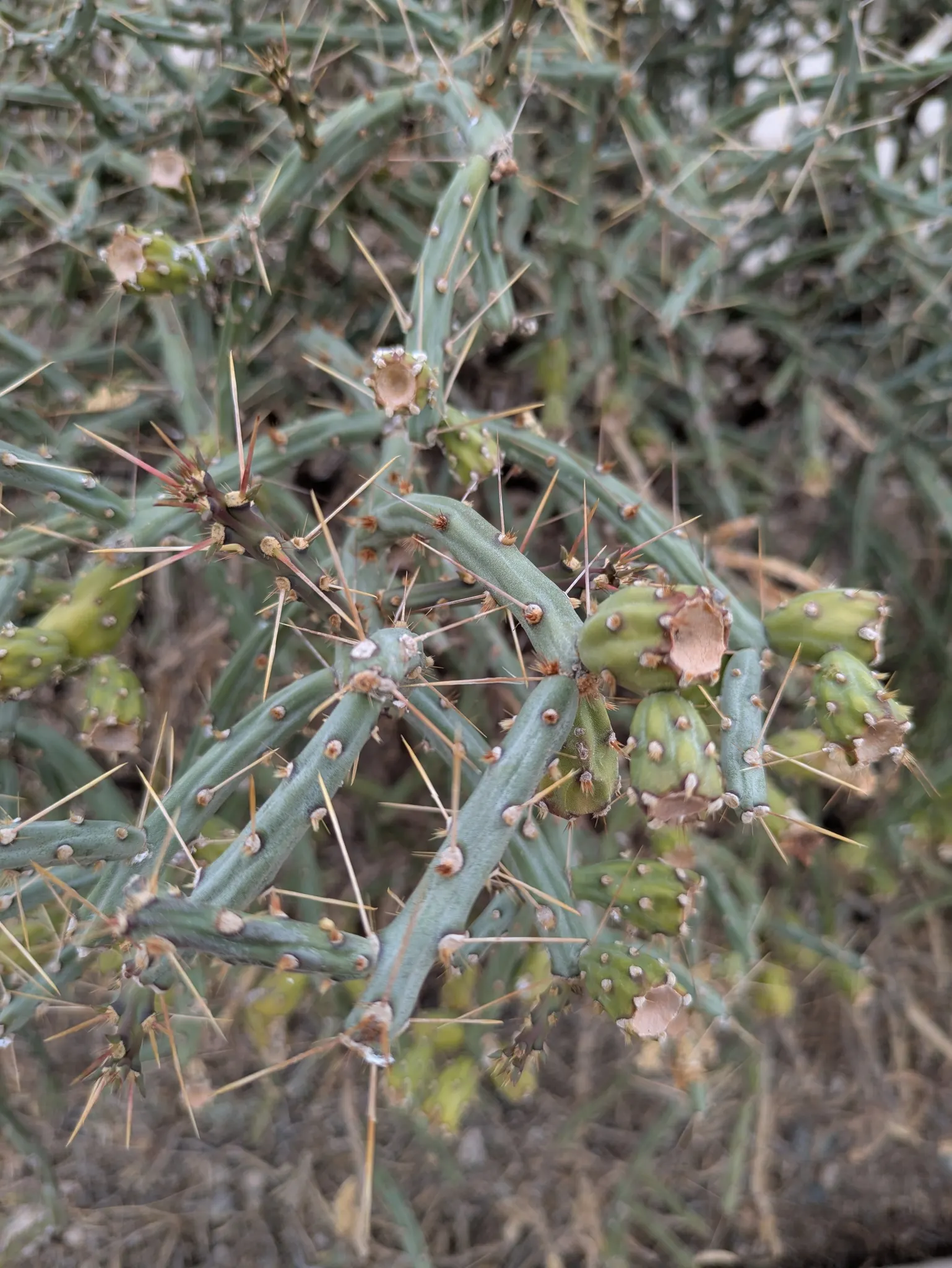 Pencil Cholla (Cylindropuntia Arbuscula) — thriving in USDA hardiness zones 9 through 11