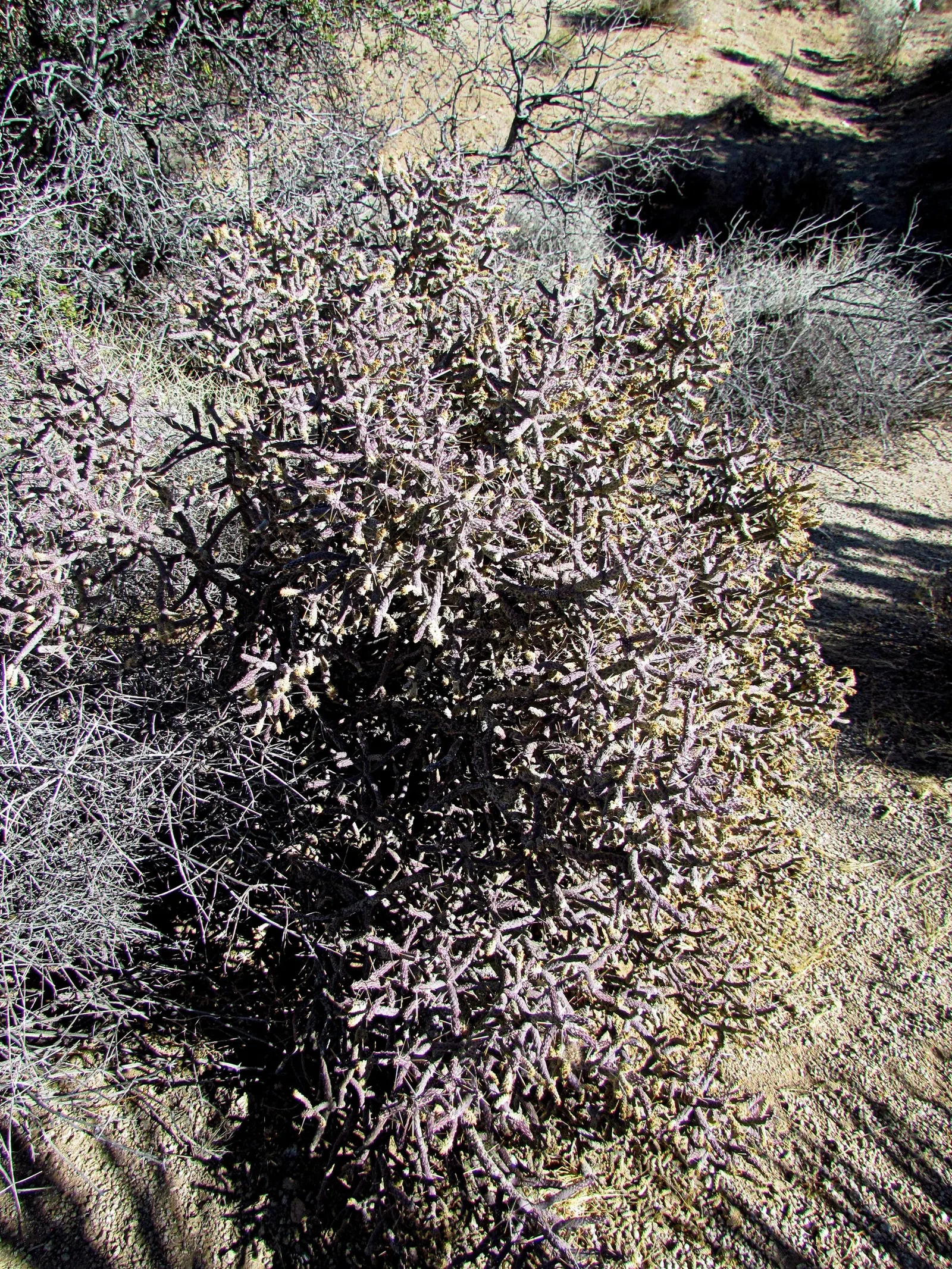 Pencil Cholla (Cylindropuntia Arbuscula) — is a sculpturally interesting cactus native to the Sonoran Desert