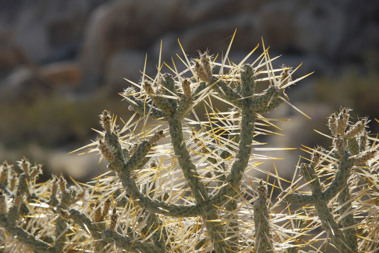 Pencil Cholla (Cylindropuntia Arbuscula) — yellow fruits which remain attached; requiring minimal water and full sun, image 81