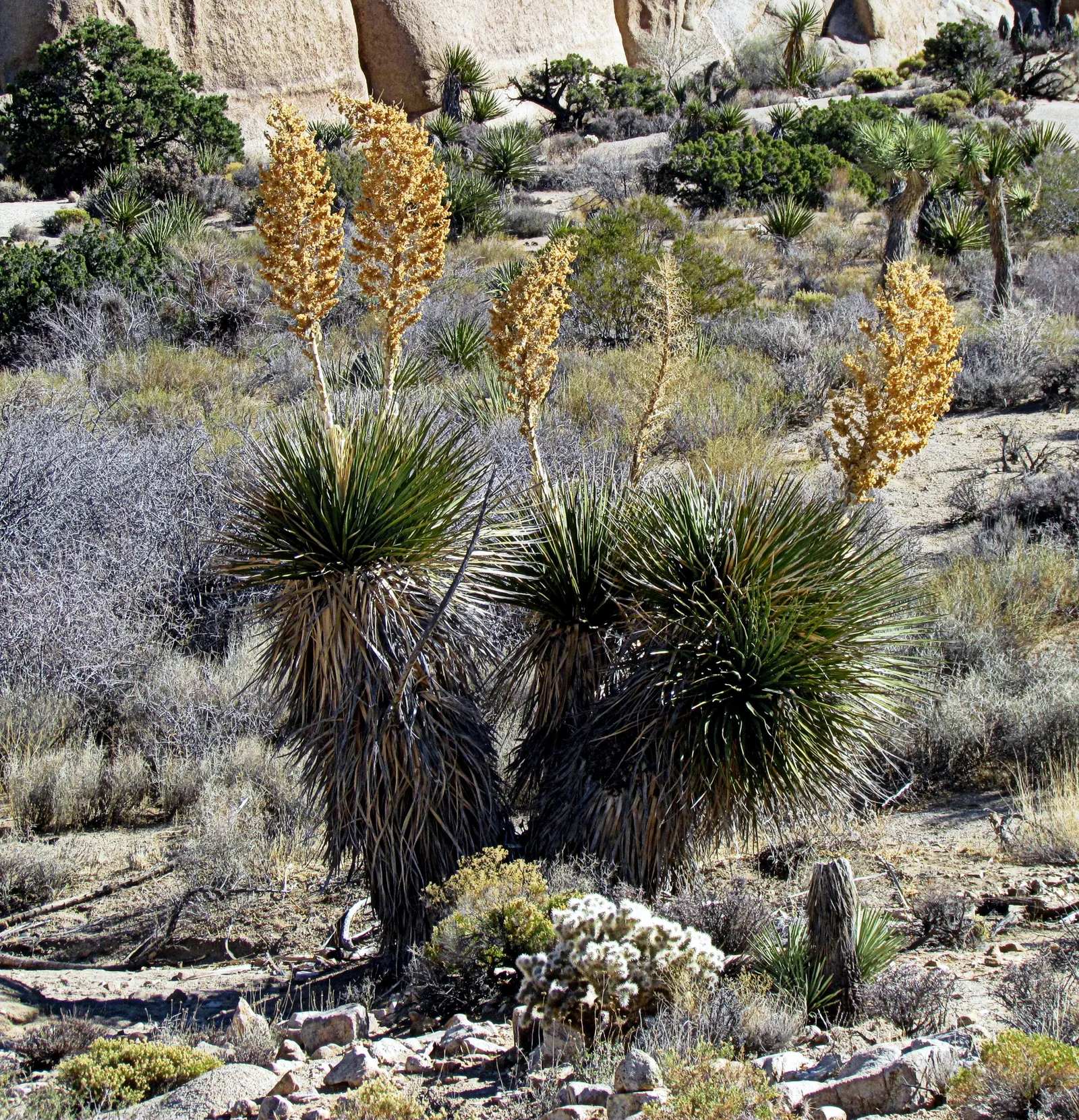 Pencil Cholla (Cylindropuntia Arbuscula) — perennial / shrub with green and yellow blooms; it's essential to allow for adequate spacing