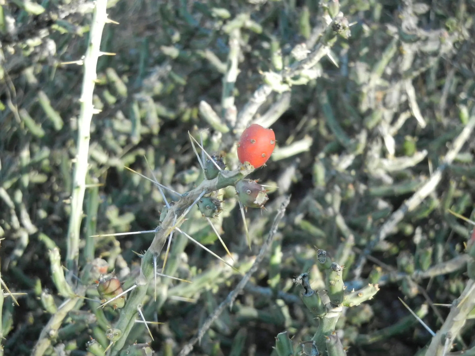 Pencil Cholla (Cylindropuntia Arbuscula) — which resemble the shape of pencils; the Pencil Cholla requires minimal water once established, image 73