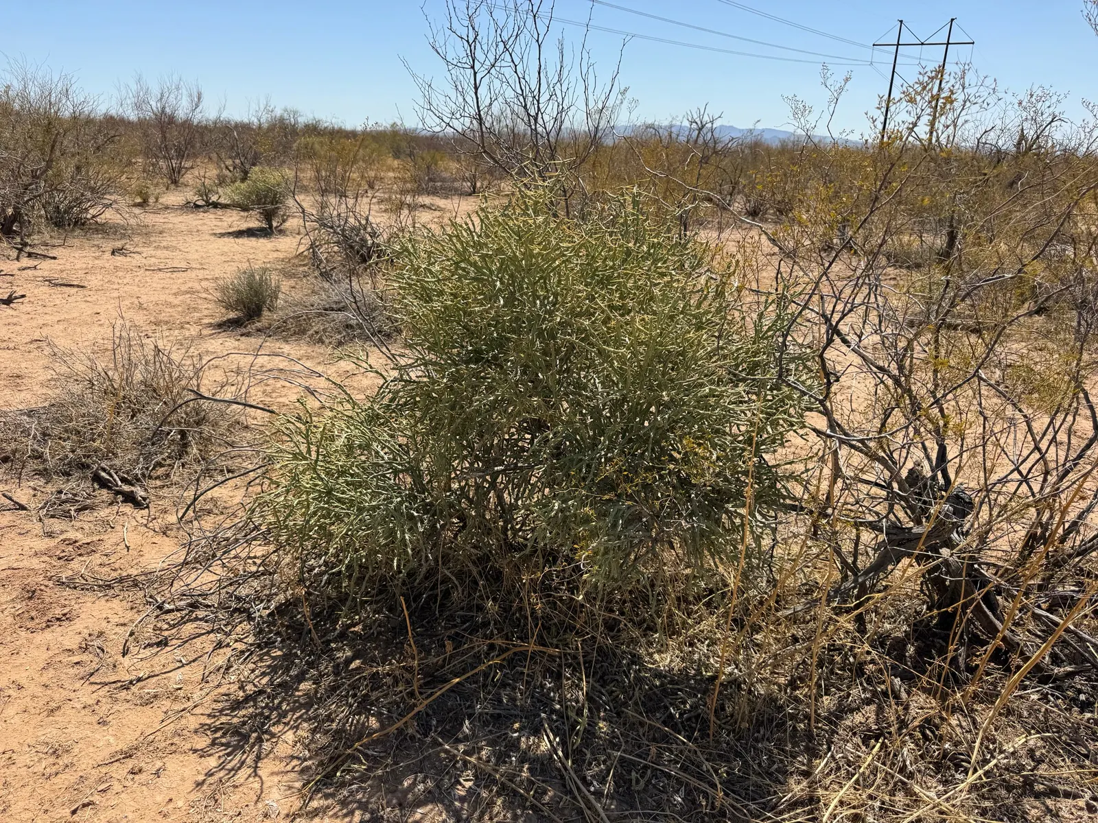 Pencil Cholla (Cylindropuntia Arbuscula) — requiring minimal water and full sun; scientifically known as Cylindropuntia arbuscula, image 68