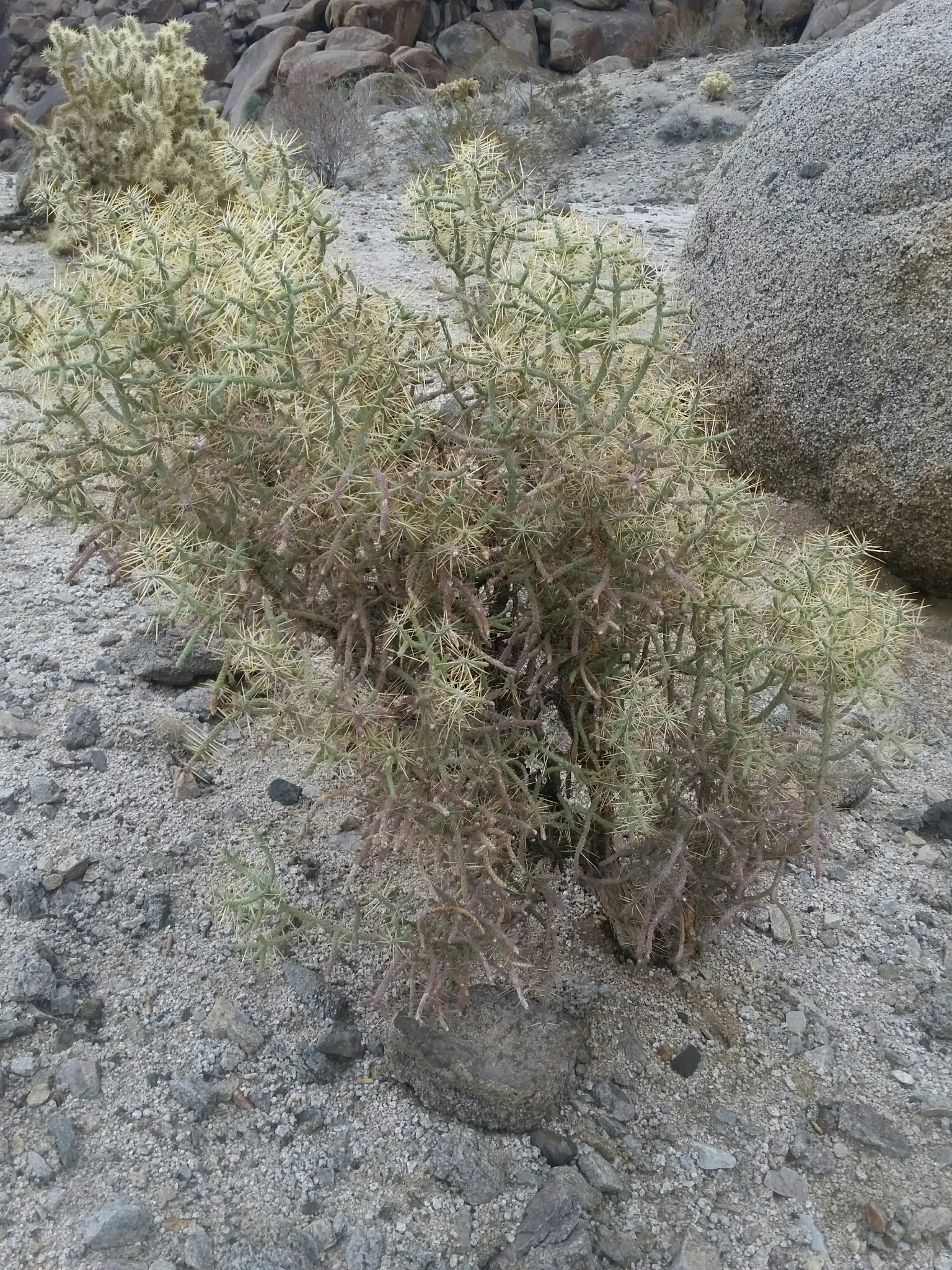 Pencil Cholla (Cylindropuntia Arbuscula) — or as a textural accent in drought-tolerant landscapes