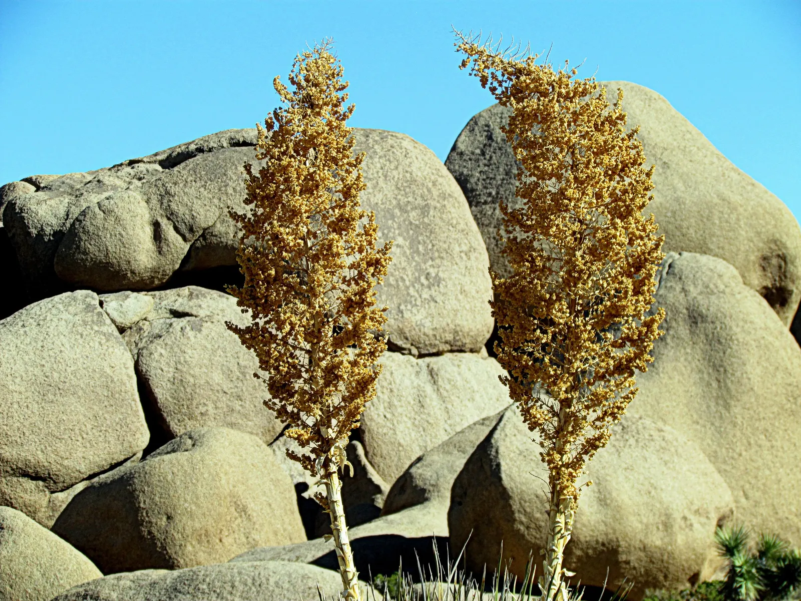 Pencil Cholla (Cylindropuntia Arbuscula) — perennial / shrub with green and yellow blooms