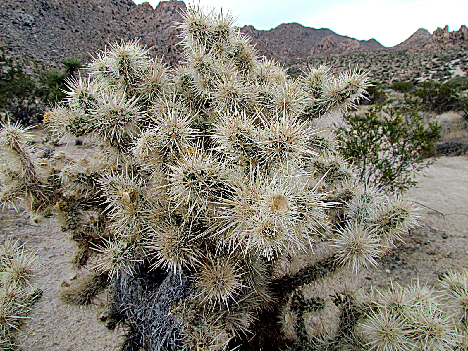 Pencil Cholla (Cylindropuntia Arbuscula) — it's essential to allow for adequate spacing