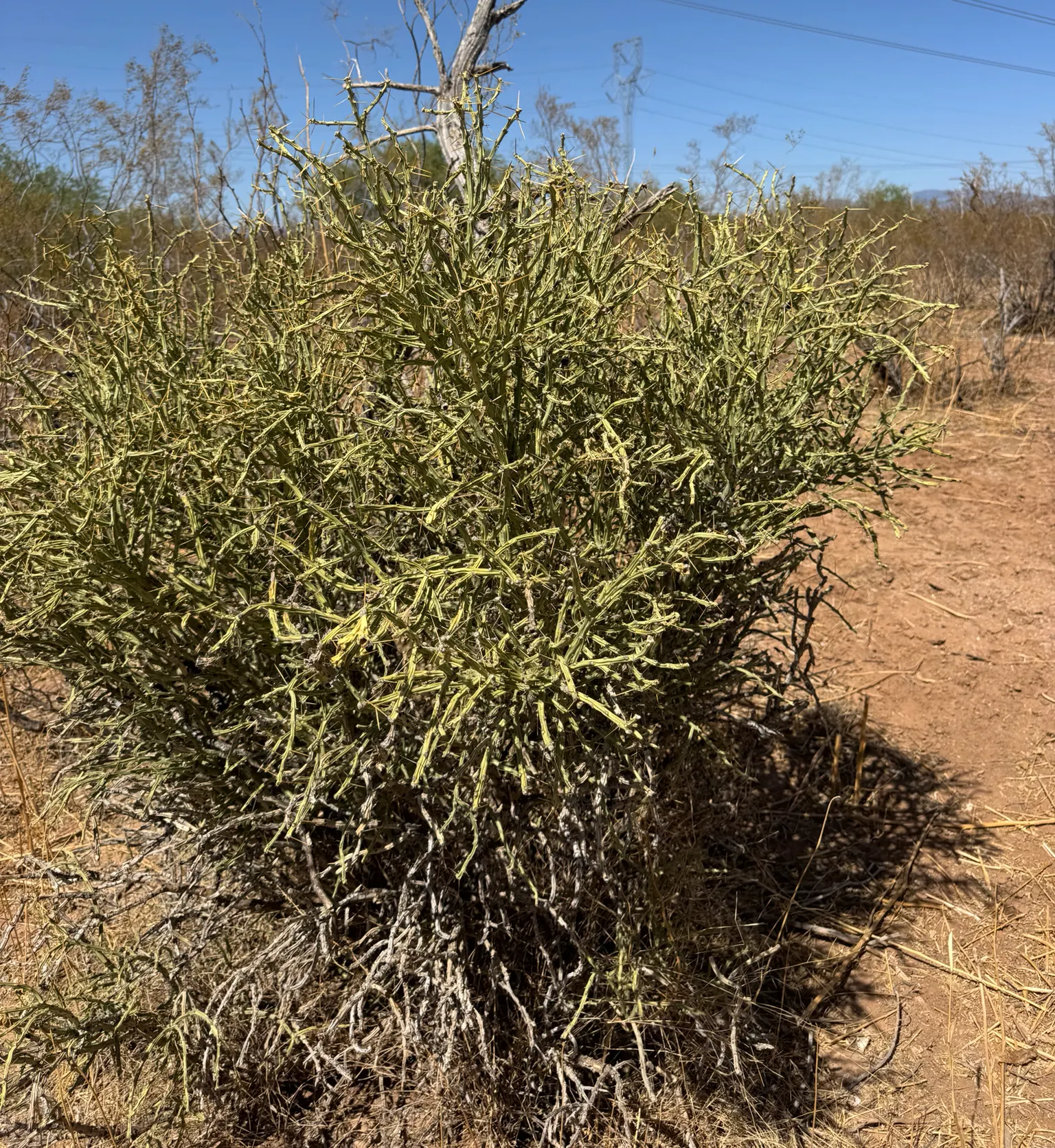 Pencil Cholla (Cylindropuntia Arbuscula) — It reaches up to 5 feet tall, with slender, green to purple stems, each about 0.5 inches in diameter