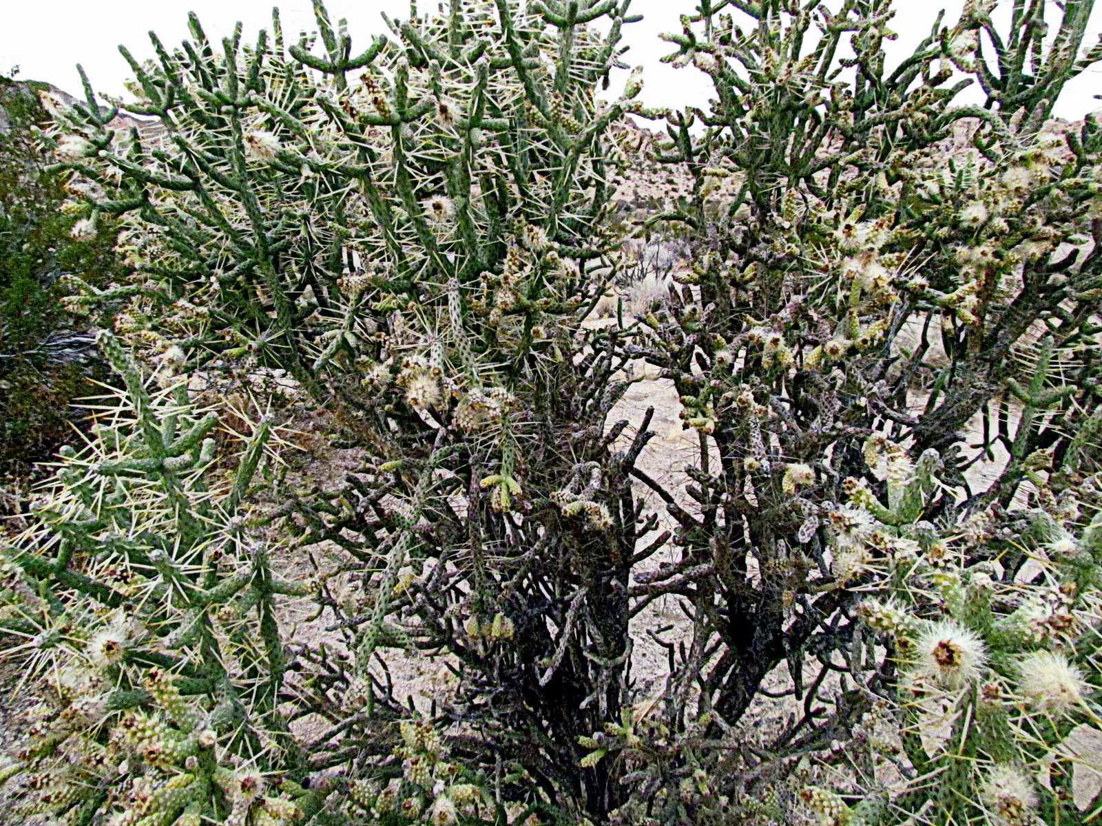 Pencil Cholla (Cylindropuntia Arbuscula) — It reaches up to 5 feet tall, with slender, green to purple stems, each about 0.5 inches in diameter; following the