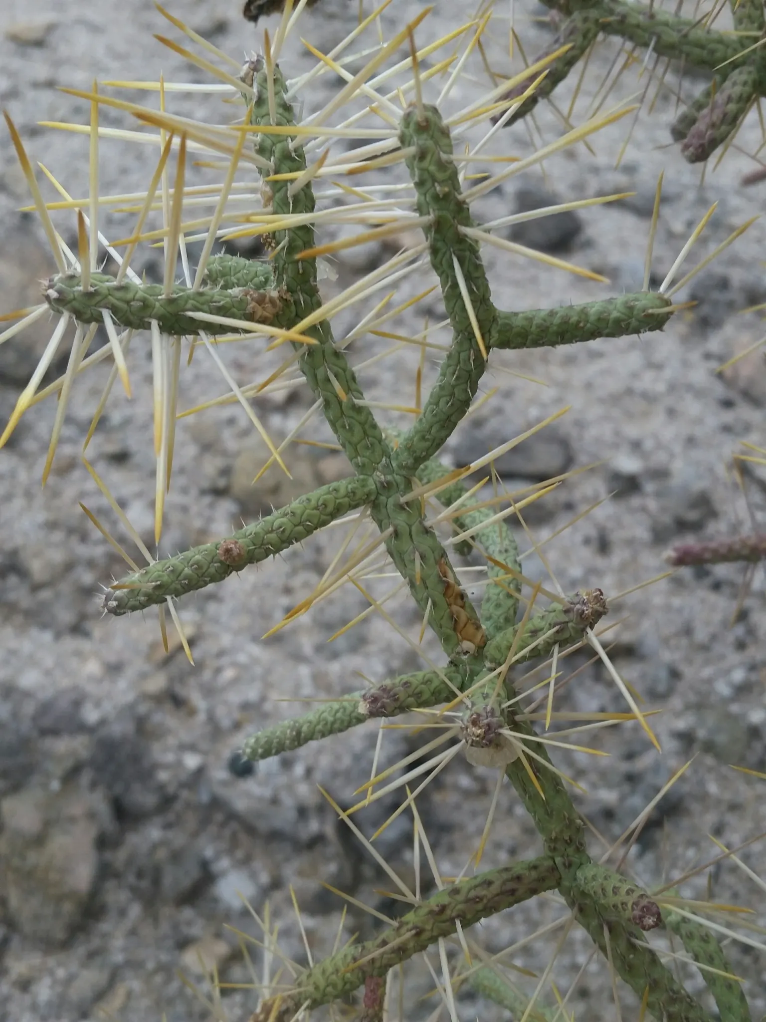 Pencil Cholla (Cylindropuntia Arbuscula) — In late spring, it blooms with yellow-green flowers followed by spiny fruits
