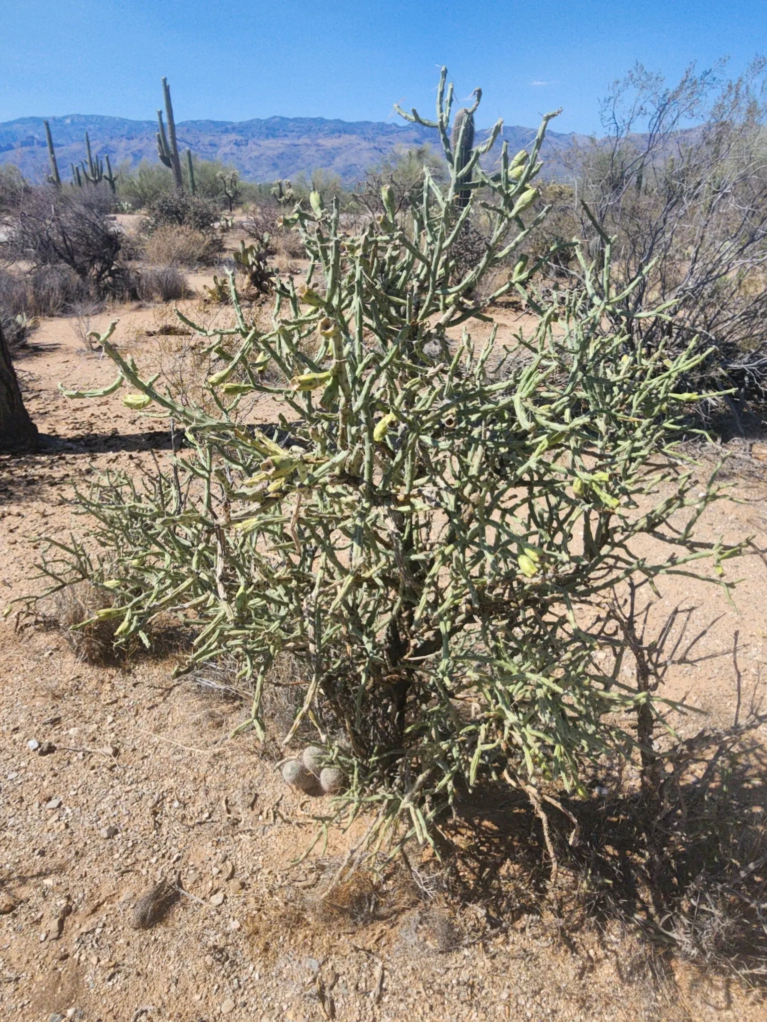Pencil Cholla (Cylindropuntia Arbuscula) — The Pencil Cholla's yellow-green flowers; is a sculpturally interesting cactus native to the Sonoran Desert