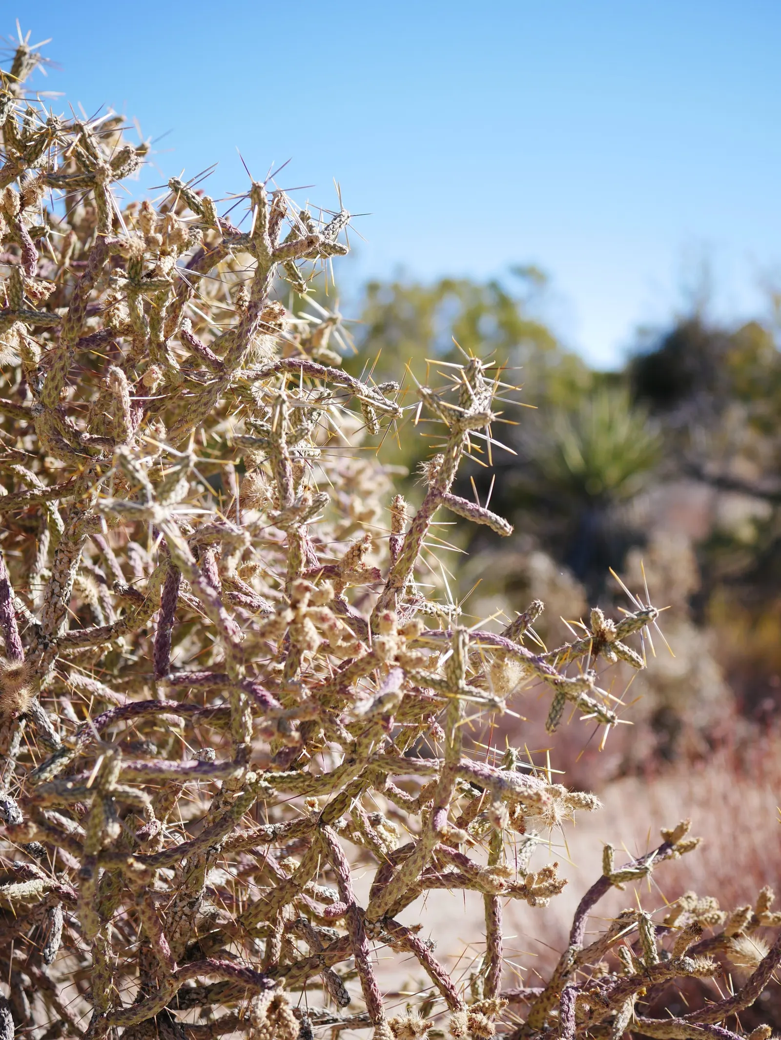 Pencil Cholla (Cylindropuntia Arbuscula) — green and yellow flowers in the garden
