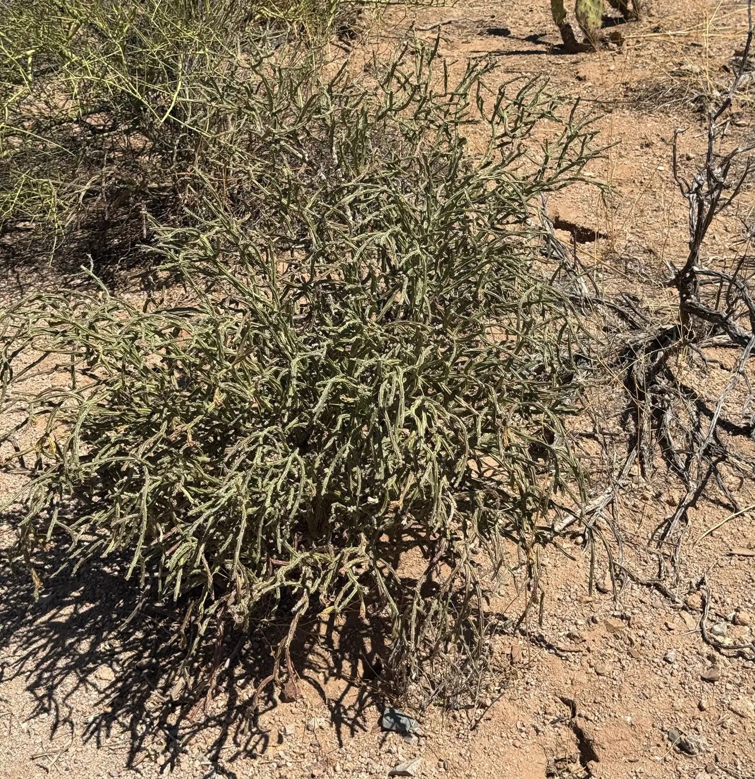 Pencil Cholla (Cylindropuntia Arbuscula) — adding further visual interest.<br><br>When incorporating into landscape design; thriving in USDA hardiness zones 9