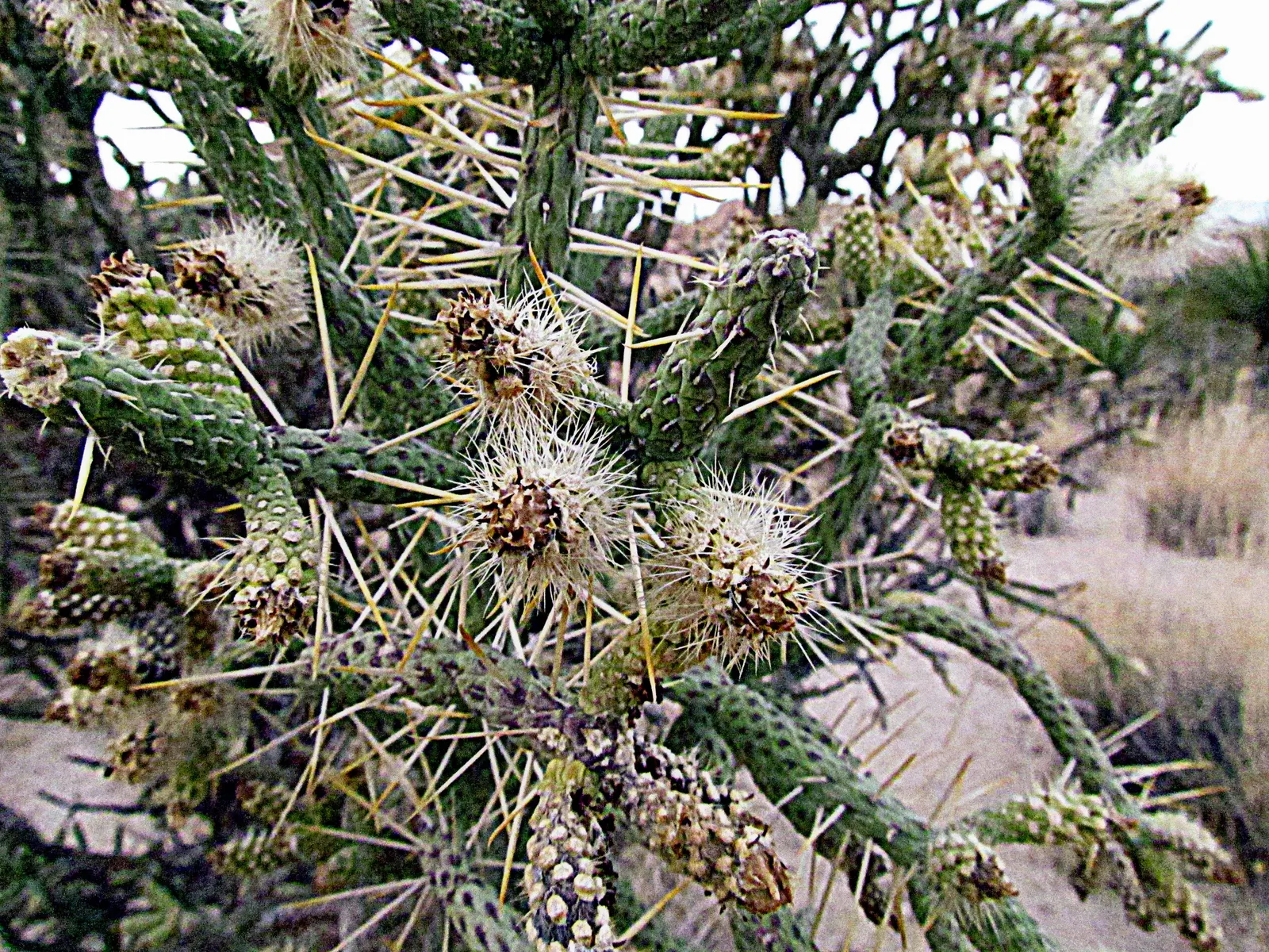 Pencil Cholla (Cylindropuntia Arbuscula) — In late spring, it blooms with yellow-green flowers followed by spiny fruits; or as a textural accent in, image 66