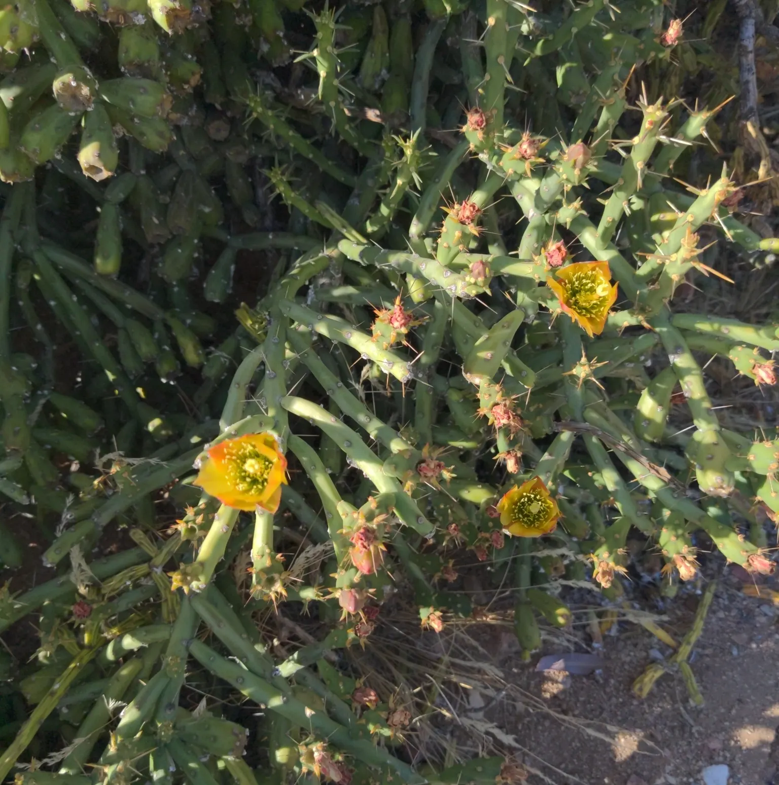 Pencil Cholla (Cylindropuntia Arbuscula) — requiring minimal water and full sun; scientifically known as Cylindropuntia arbuscula