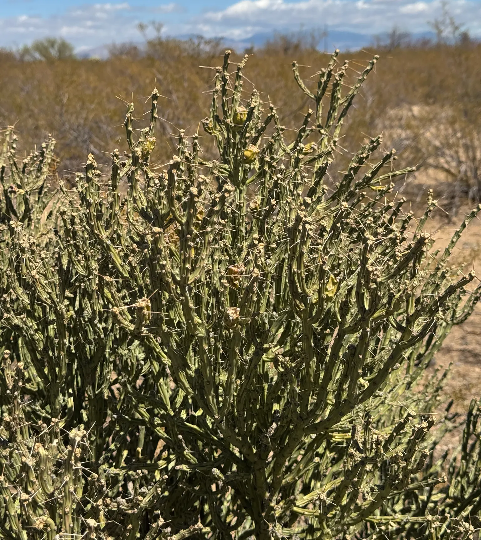 Pencil Cholla (Cylindropuntia Arbuscula) — The Pencil Cholla (Cylindropuntia arbuscula) is a compact; in late spring, it blooms with yellow-green flowers