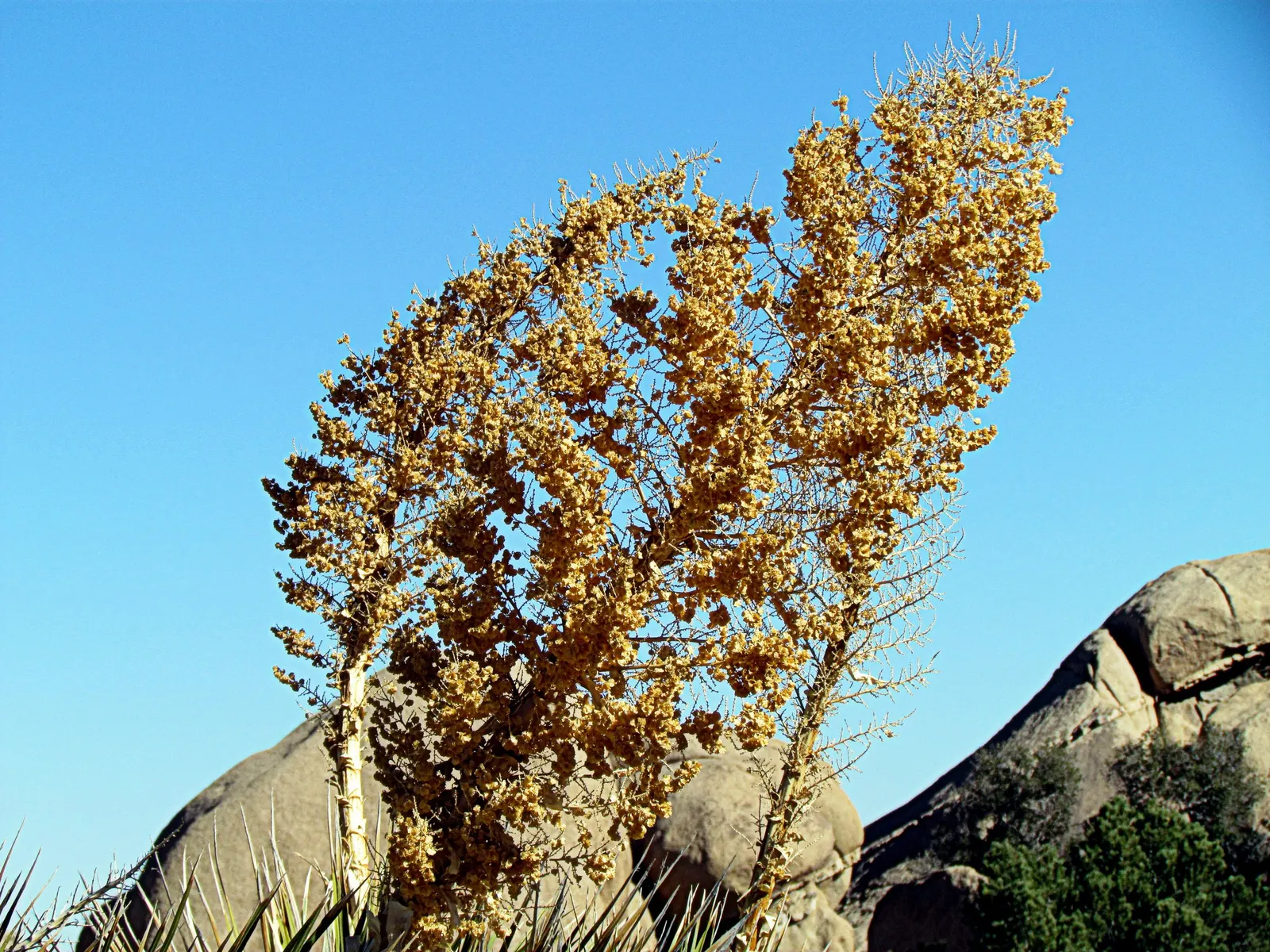 Pencil Cholla (Cylindropuntia Arbuscula) — The Pencil Cholla's yellow-green flowers; is a sculpturally interesting cactus native to the Sonoran, image 77
