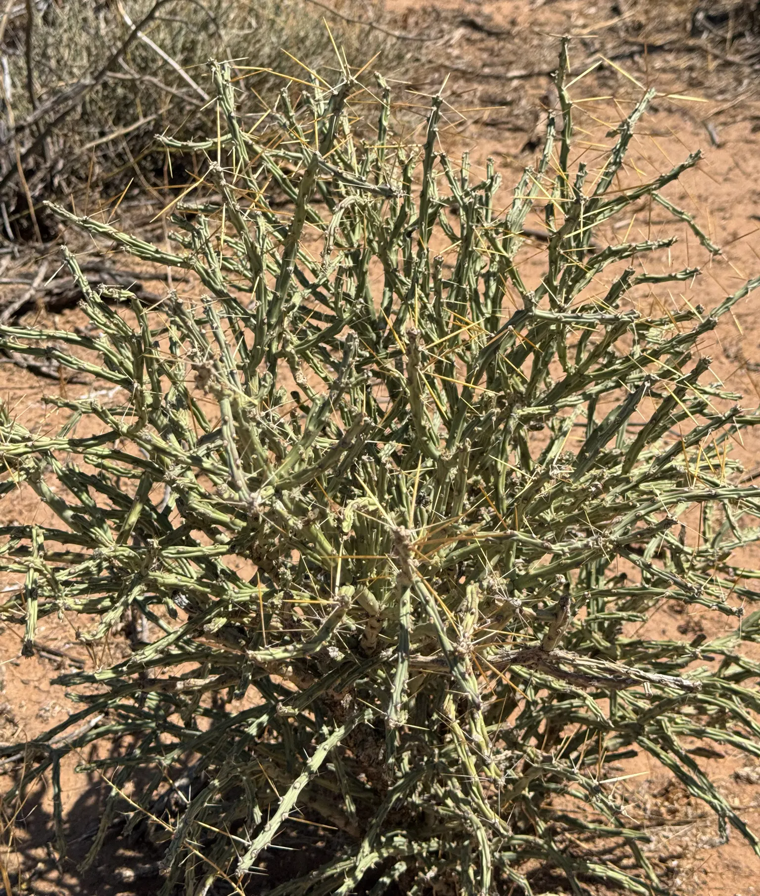 Pencil Cholla (Cylindropuntia Arbuscula) — which typically blossom in late spring to early summer, image 78