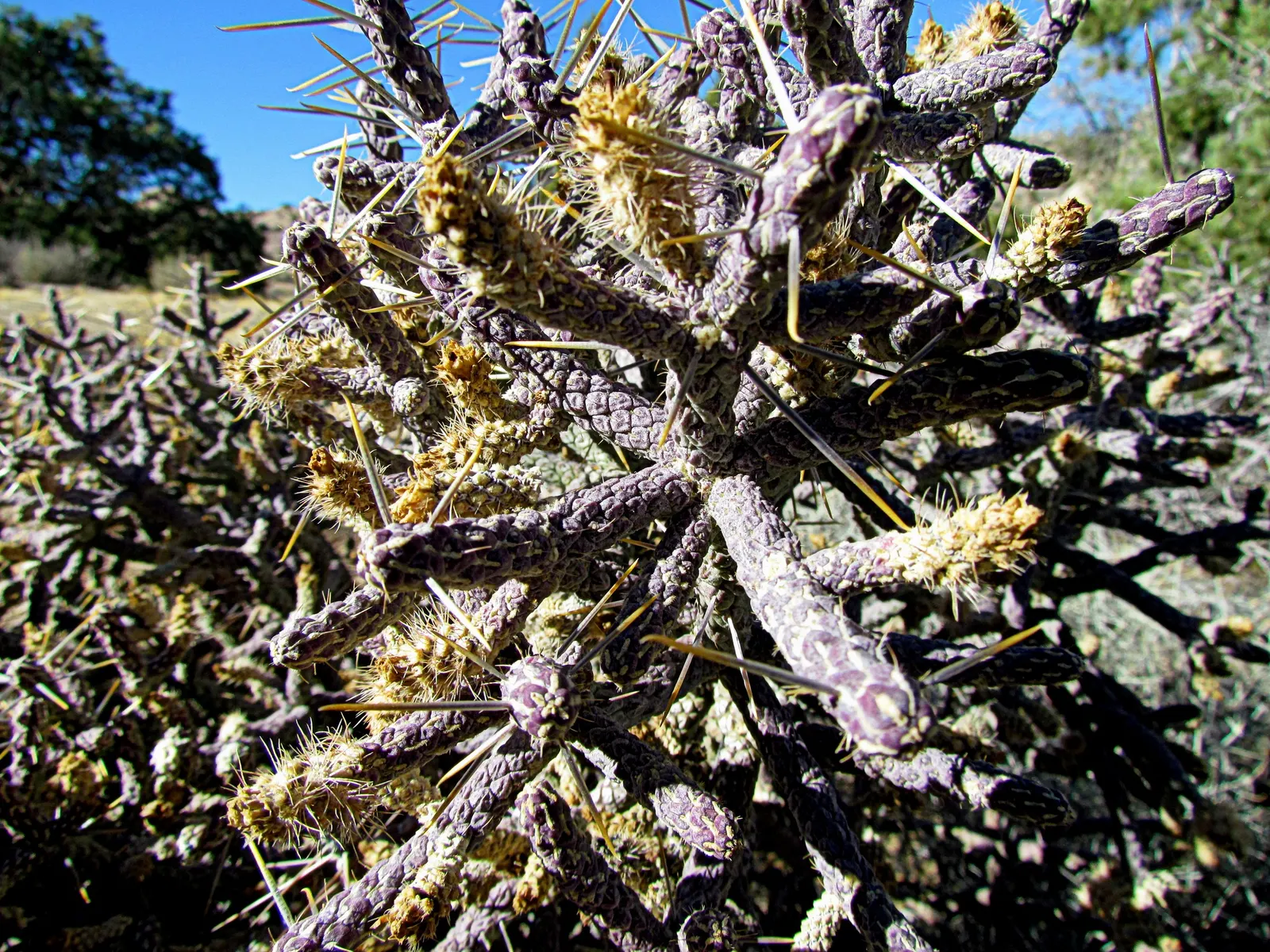 Pencil Cholla (Cylindropuntia Arbuscula) — which resemble the shape of pencils