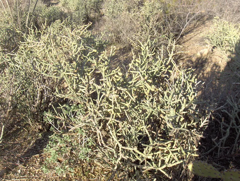 Pencil Cholla (Cylindropuntia Arbuscula) — to accommodate its mature spread and prevent accidental contact with its sharp spines; it reaches up to 5 feet tall
