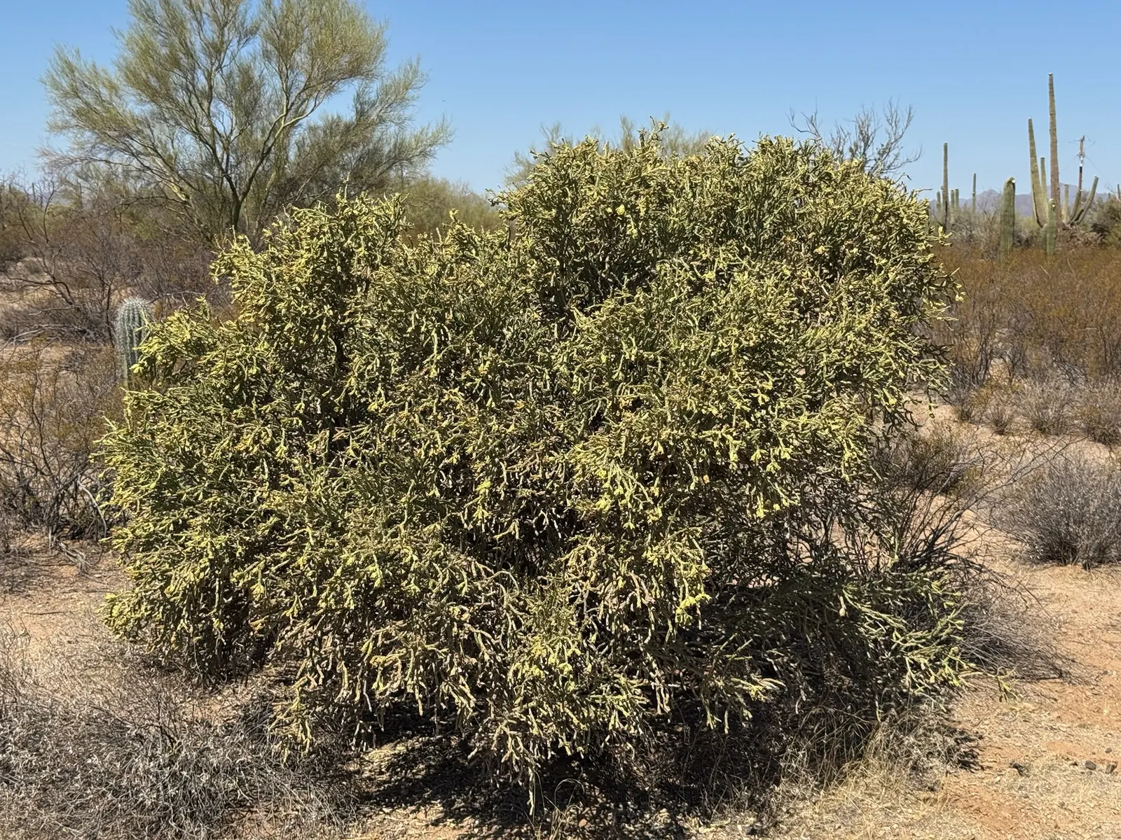Pencil Cholla (Cylindropuntia Arbuscula) — it's essential to allow for adequate spacing; adding further visual interest.<br><br>When incorporating, image 83