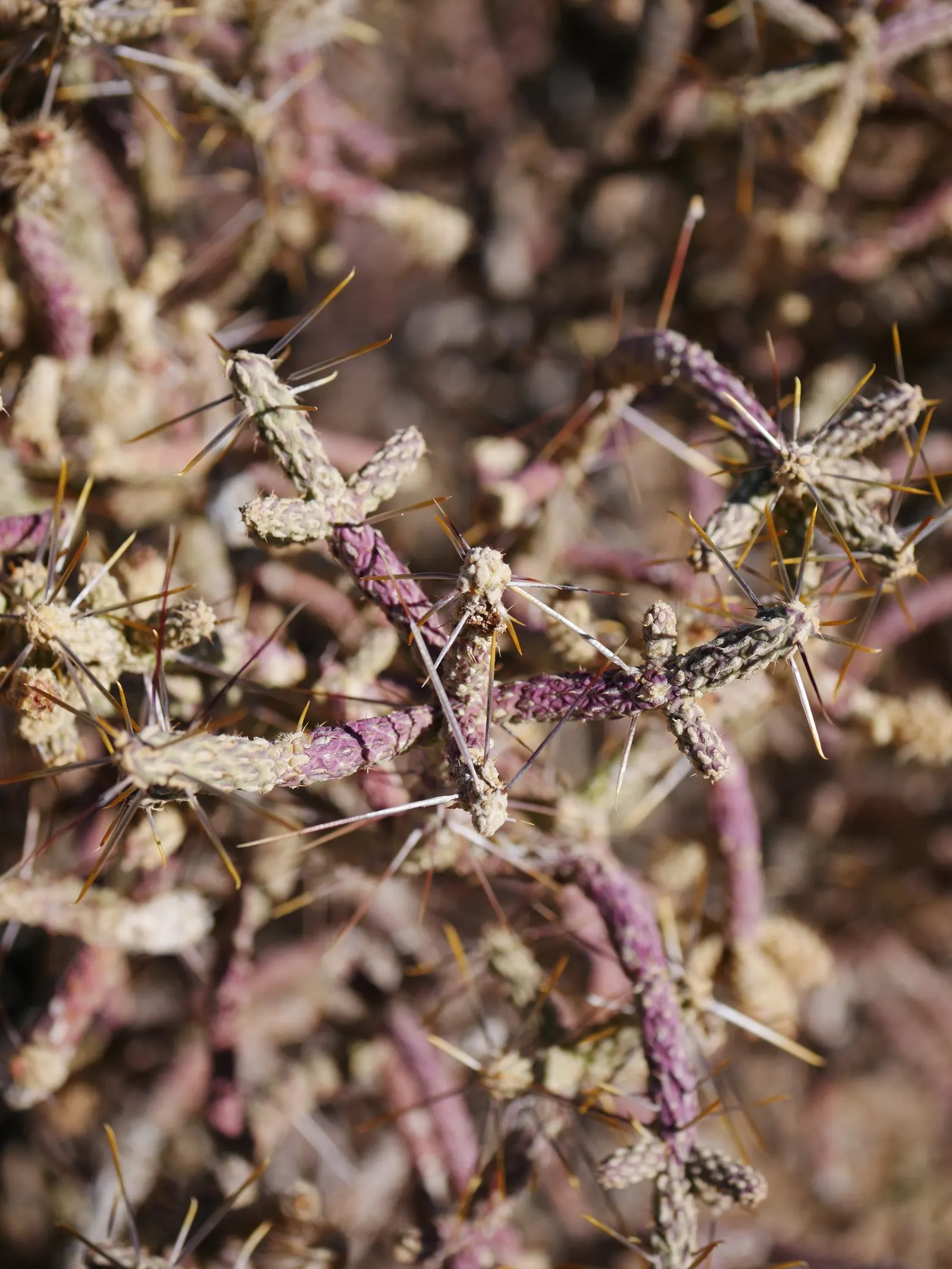 Pencil Cholla (Cylindropuntia Arbuscula) — In late spring, it blooms with yellow-green flowers followed by spiny fruits; or as a textural accent in