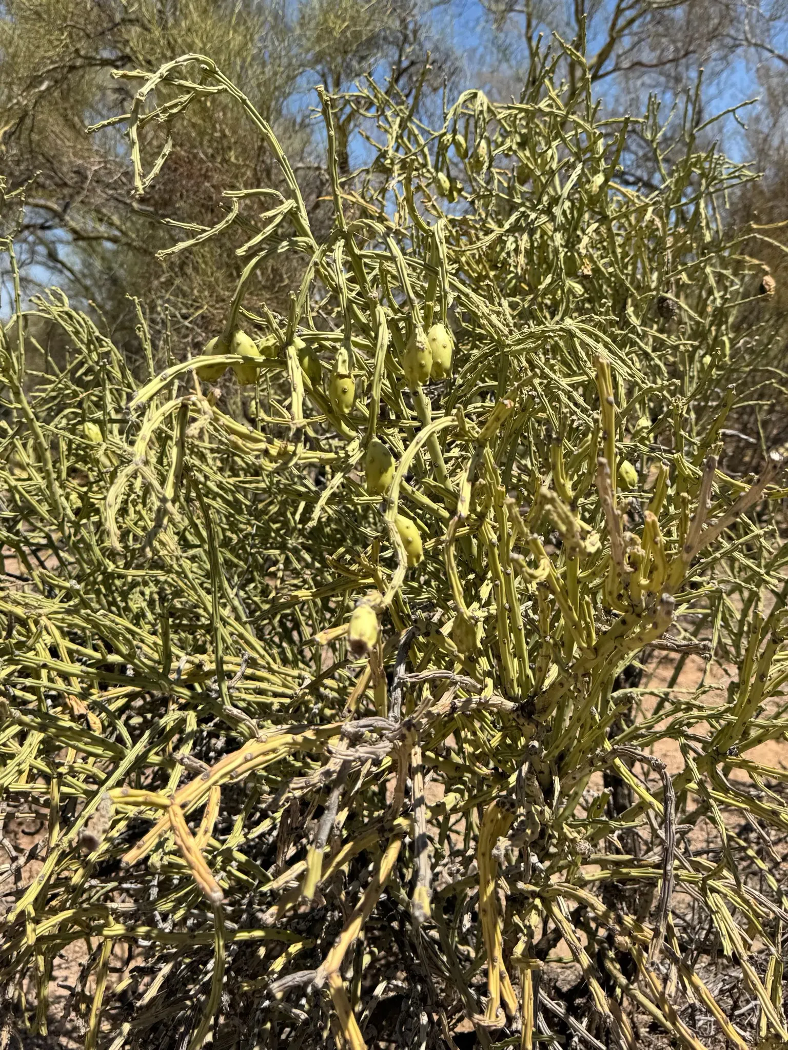 Pencil Cholla (Cylindropuntia Arbuscula) — to accommodate its mature spread and prevent accidental contact with its sharp spines