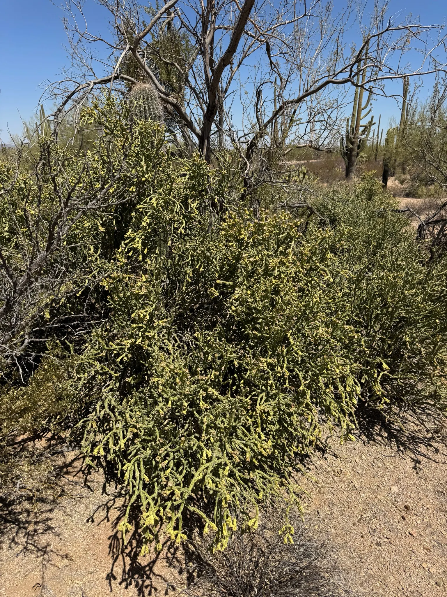 Pencil Cholla (Cylindropuntia Arbuscula) — With its low-maintenance requirements and distinctive appearance; perennial / shrub for full