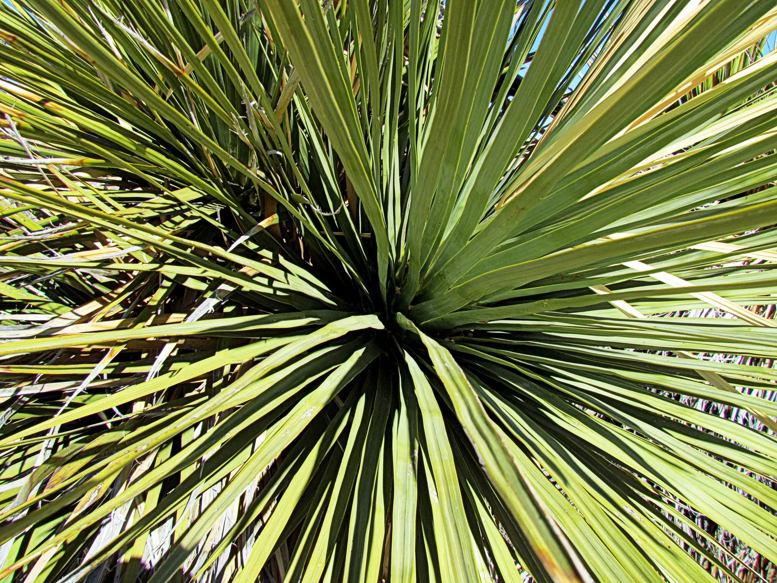 Pencil Cholla (Cylindropuntia Arbuscula) — scientifically known as Cylindropuntia arbuscula; roughly 4 to 6 feet apart, image 70