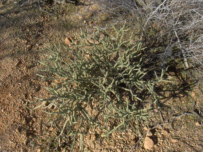 Pencil Cholla (Cylindropuntia Arbuscula) — is useful for safe long-term enjoyment; the Pencil Cholla's unique form makes it a focal point in rock gardens