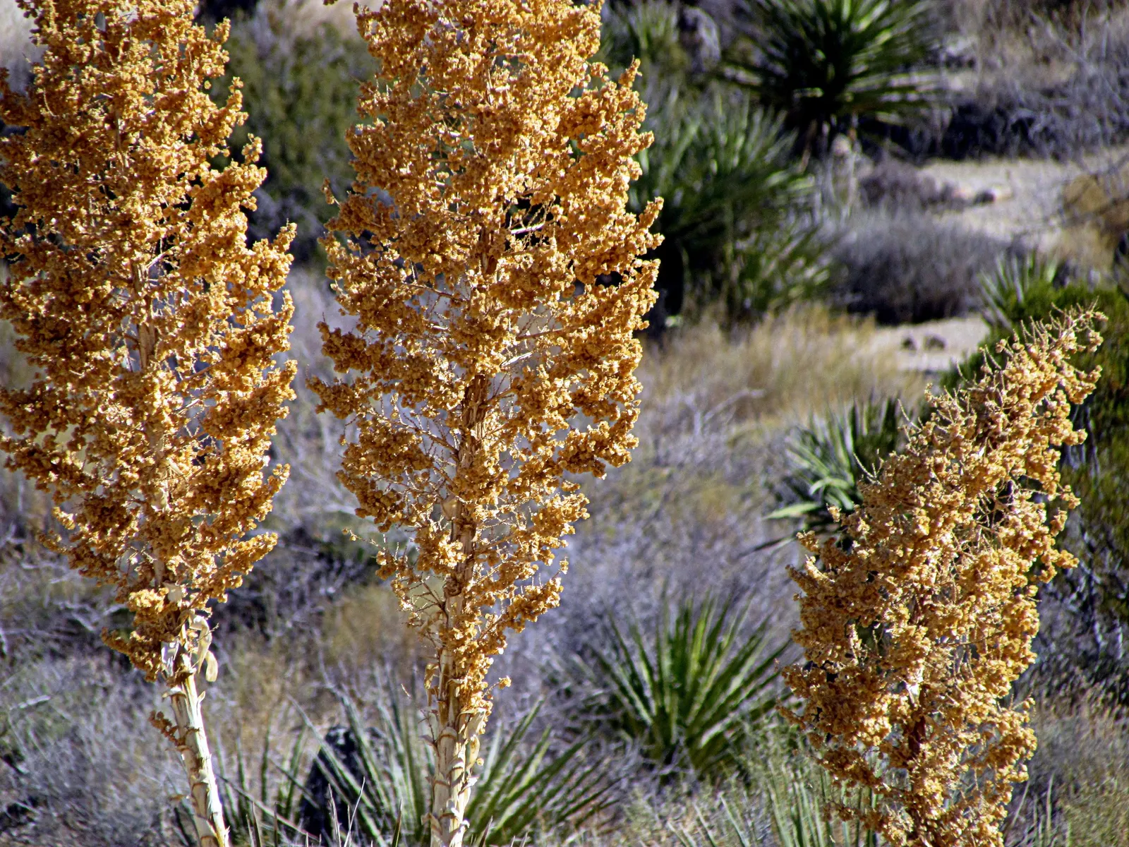 Pencil Cholla (Cylindropuntia Arbuscula) — which resemble the shape of pencils; the Pencil Cholla requires minimal water once established