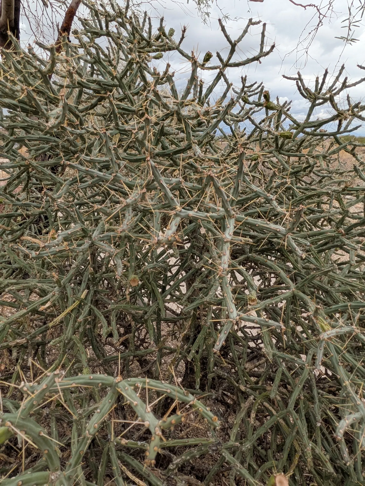 Pencil Cholla (Cylindropuntia Arbuscula) — Following the flowering season