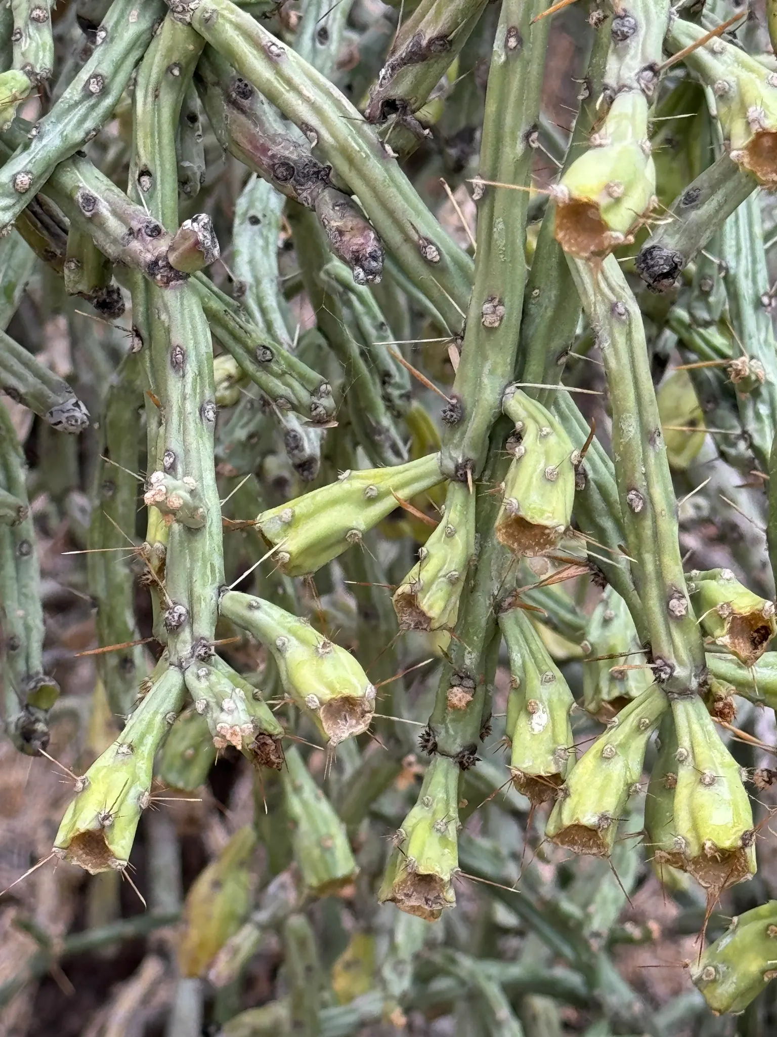 Pencil Cholla (Cylindropuntia Arbuscula) — With its low-maintenance requirements and distinctive appearance
