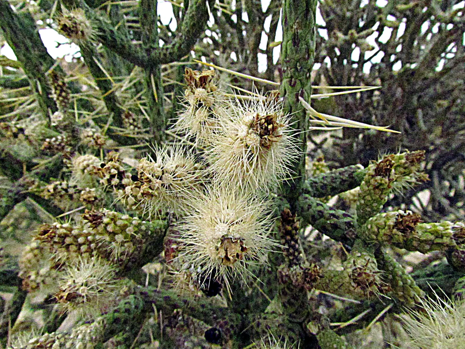 Pencil Cholla (Cylindropuntia Arbuscula) — Following the flowering season; perennial / shrub with green and yellow blooms, image 80