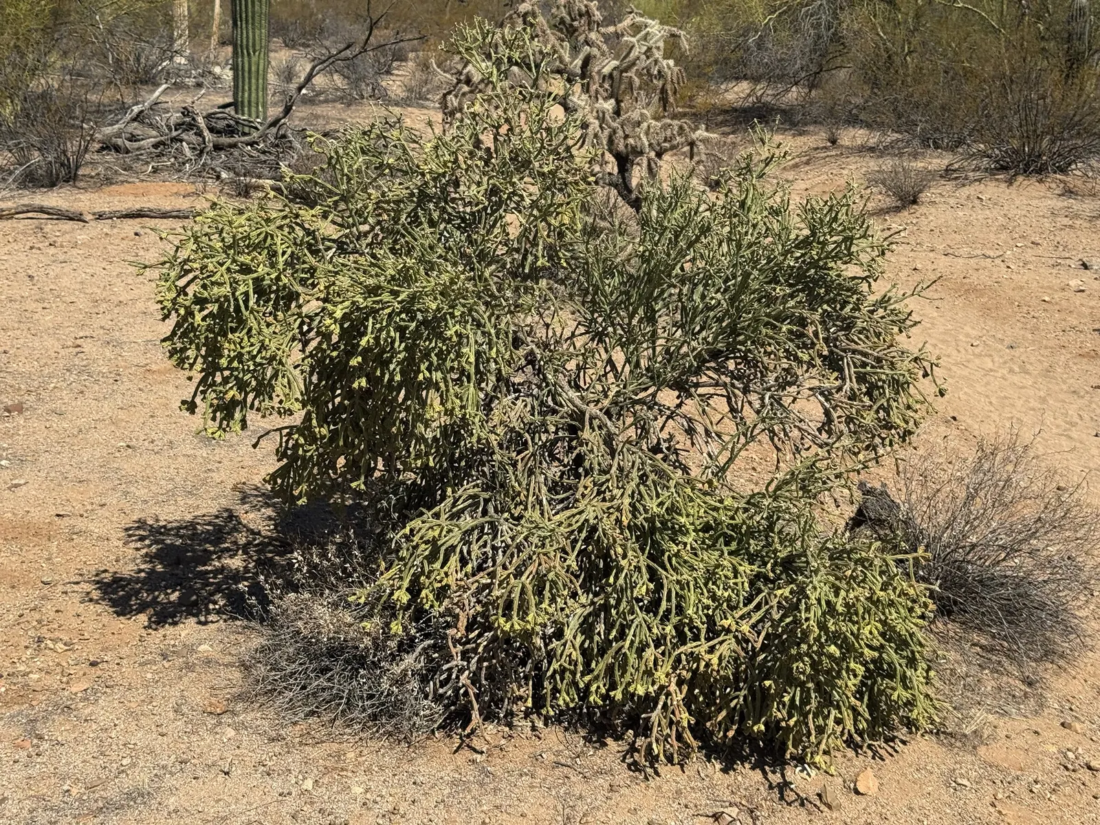 Pencil Cholla (Cylindropuntia Arbuscula) — It's perfect for xeriscapes; the Pencil Cholla (Cylindropuntia arbuscula) is a compact, image 67