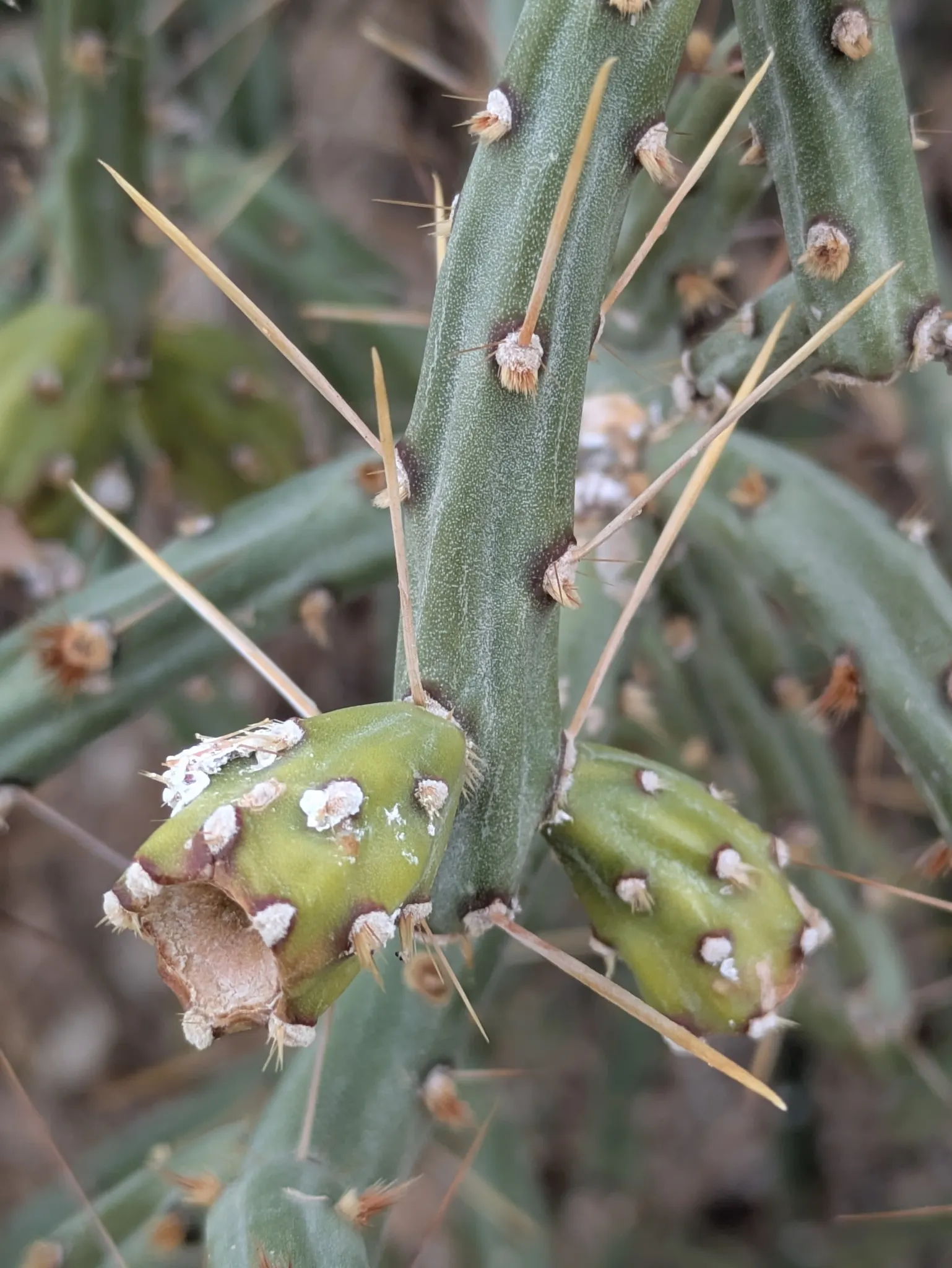 Pencil Cholla (Cylindropuntia Arbuscula) — scientifically known as Cylindropuntia arbuscula