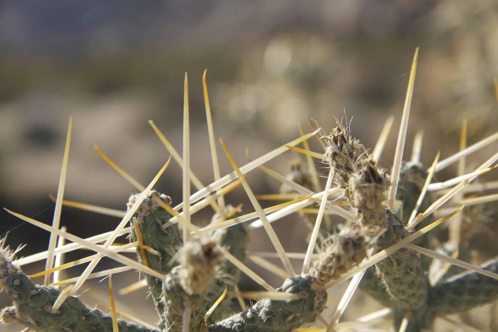 Pencil Cholla (Cylindropuntia Arbuscula) — the Pencil Cholla requires minimal water once established
