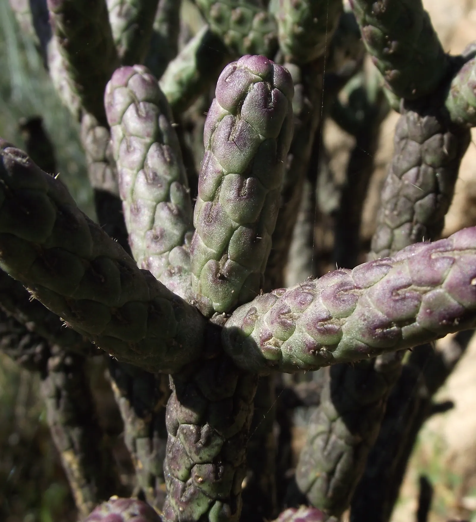Pencil Cholla (Cylindropuntia Arbuscula) — This perennial shrub is distinctive for its slender; it's perfect for xeriscapes