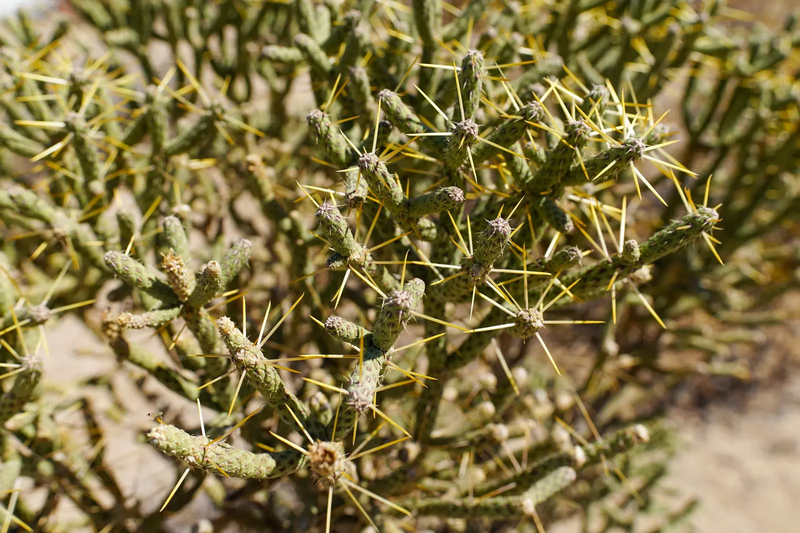Pencil Cholla (Cylindropuntia Arbuscula) — requiring minimal water and full sun