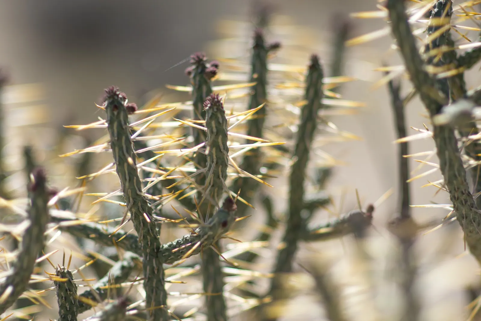 Pencil Cholla (Cylindropuntia Arbuscula) — are a striking contrast against its green to purplish stems