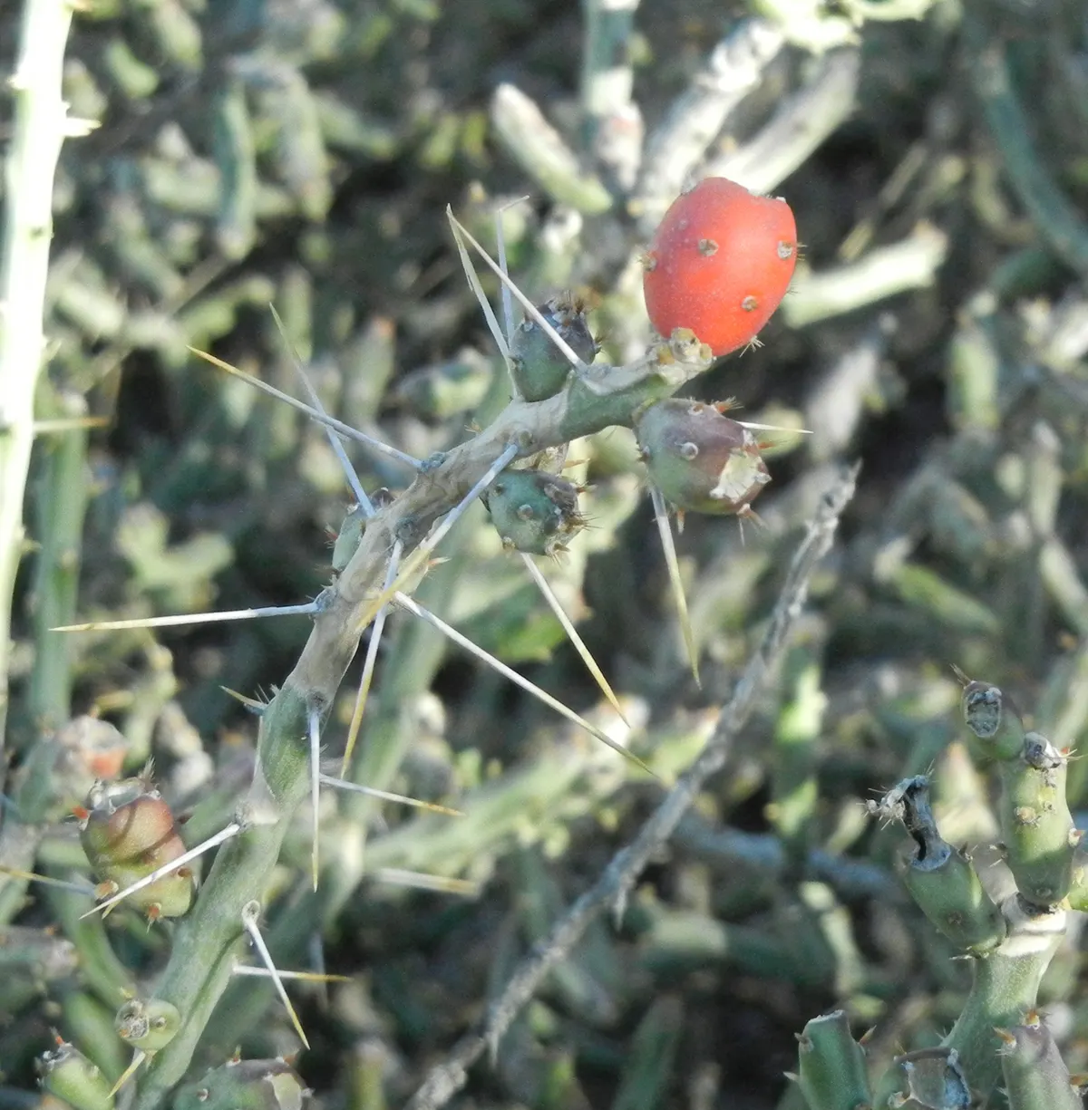 Pencil Cholla (Cylindropuntia Arbuscula) — The Pencil Cholla (Cylindropuntia arbuscula) is a compact