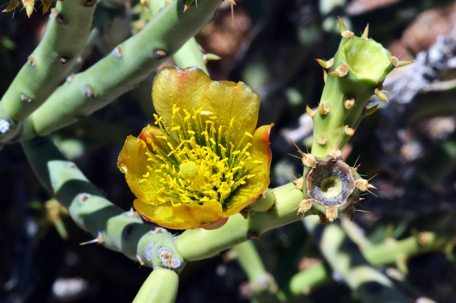 Pencil Cholla (Cylindropuntia Arbuscula) — branching cactus native to the arid regions of the Southwest; which resemble the shape of pencils