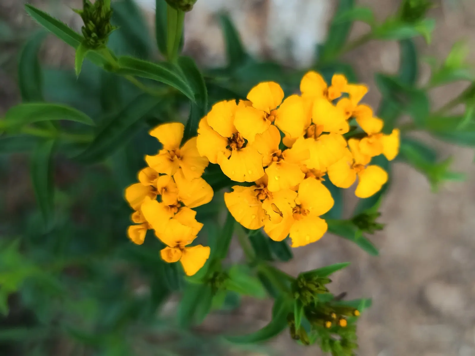Mexican Marigold (Tagetes Lemmonii) — lemmonii prefers full sun exposure but can tolerate partial shade; grows to 3-6 ft in height with a spread of 2-3 ft