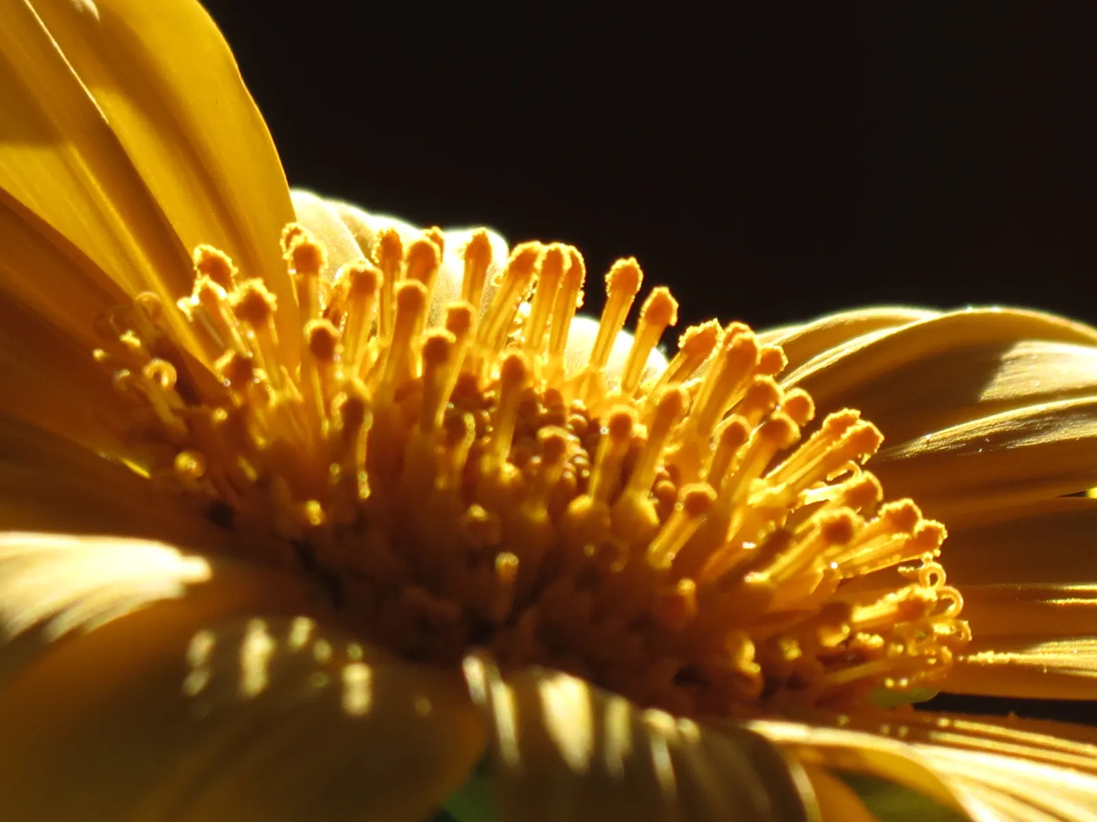 Mexican Marigold (Tagetes Lemmonii) — reaching a mature size of about 3 to 4 feet in both height and width; typically about 2 inches in diameter, image 74