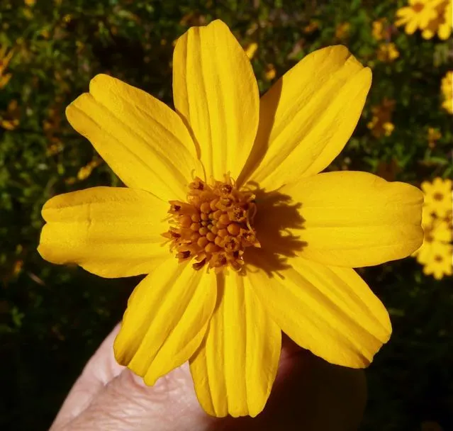 Mexican Marigold (Tagetes Lemmonii) — Its foliage is fine-textured; fine-textured foliage and bright yellow-orange flowers